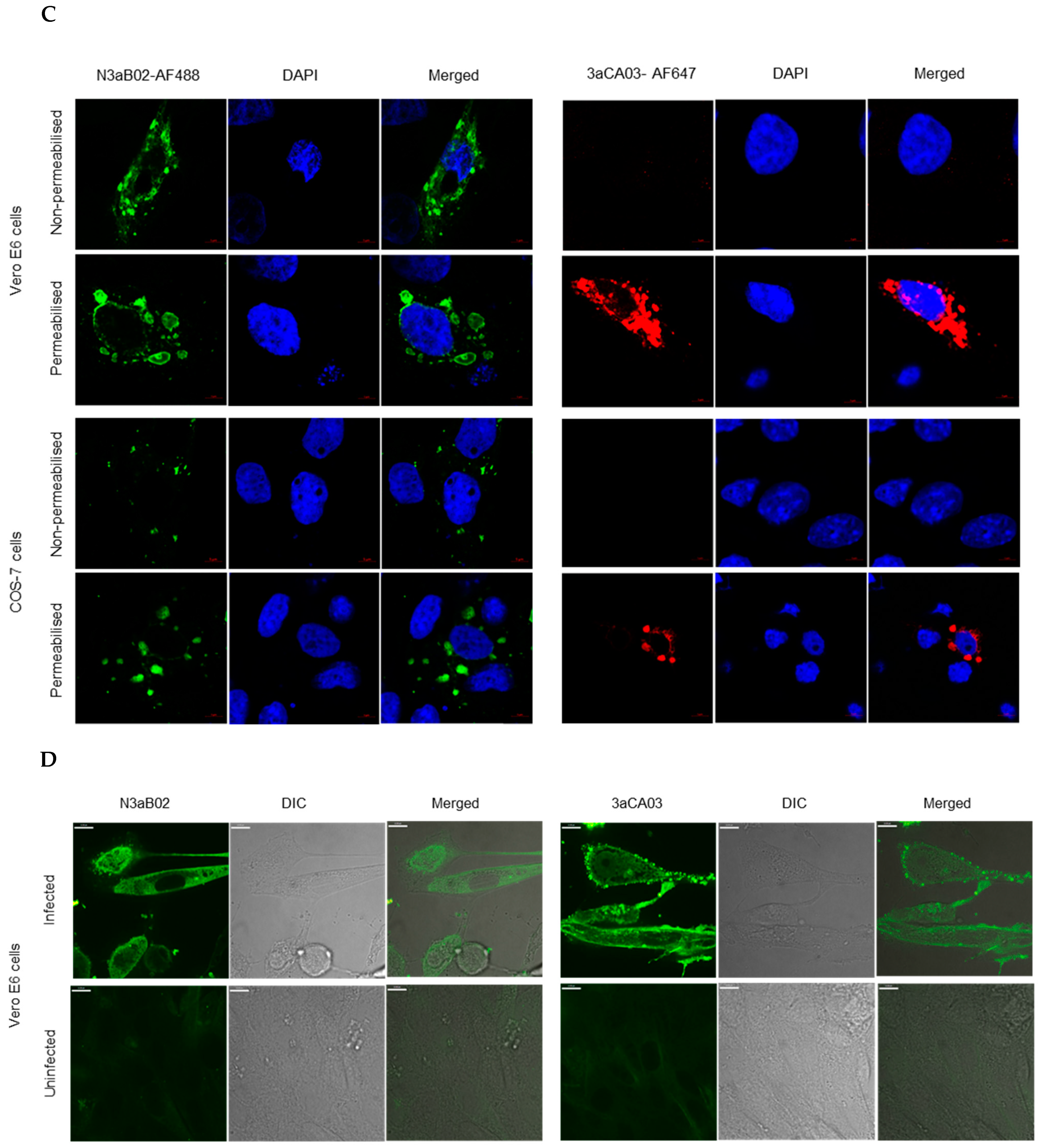 Antibody technical breakthrough - Innovative antibodies against haptens and  transmembrane proteins