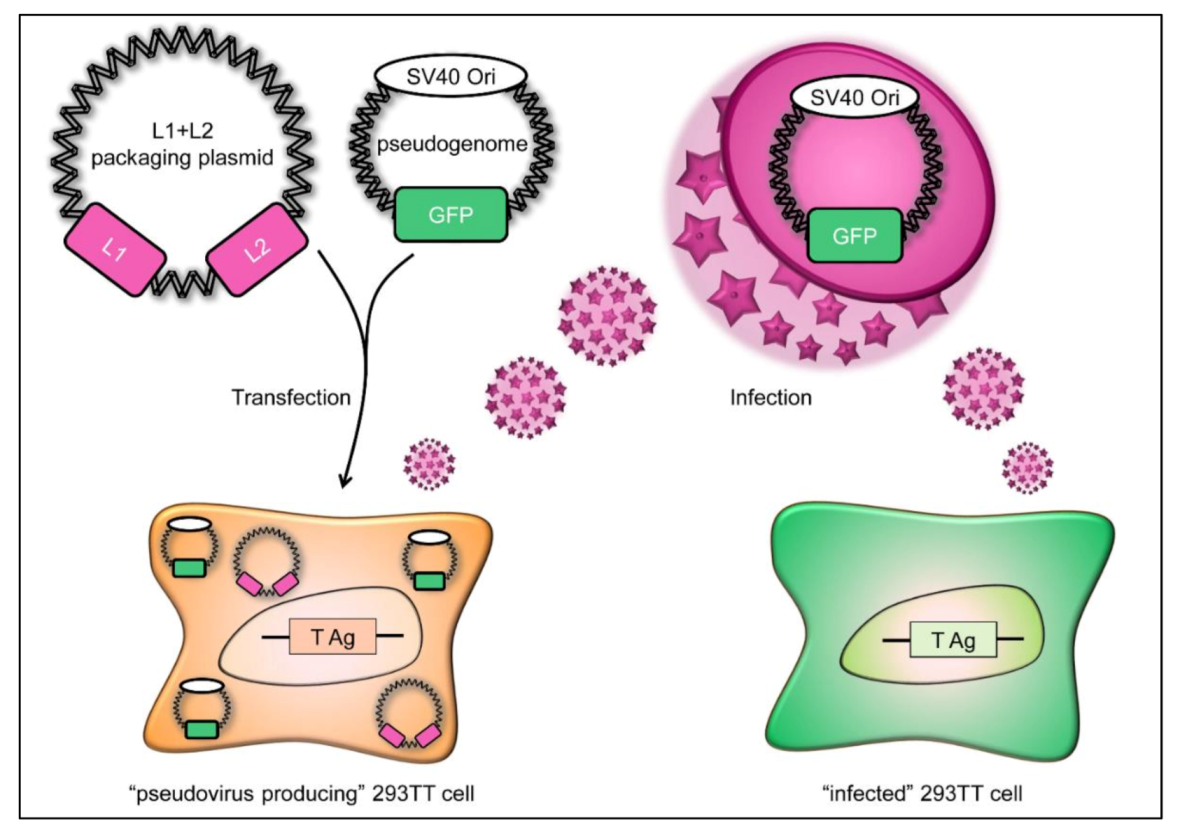 Viruses 13 02207 g001