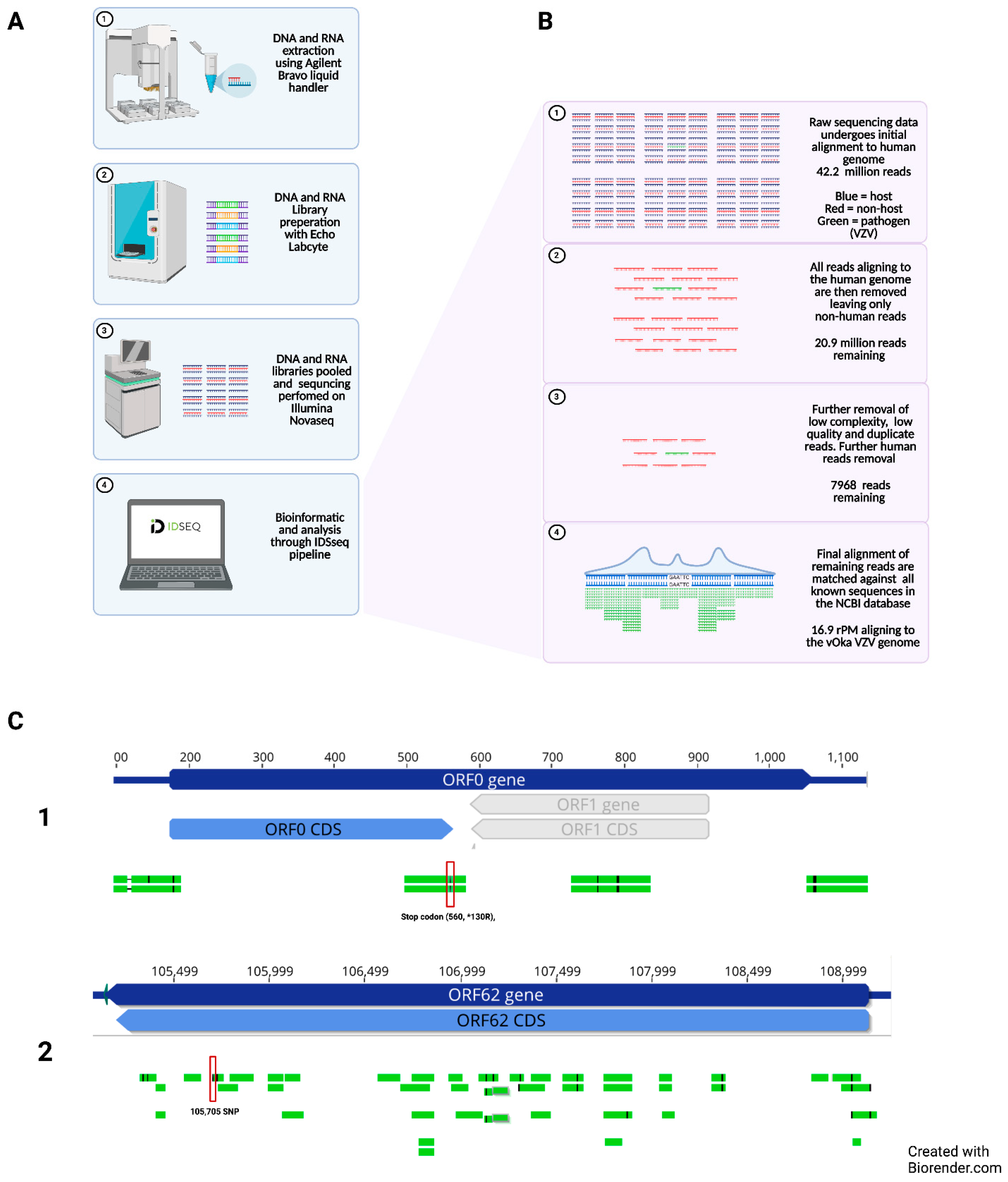 Viruses 13 02286 g001
