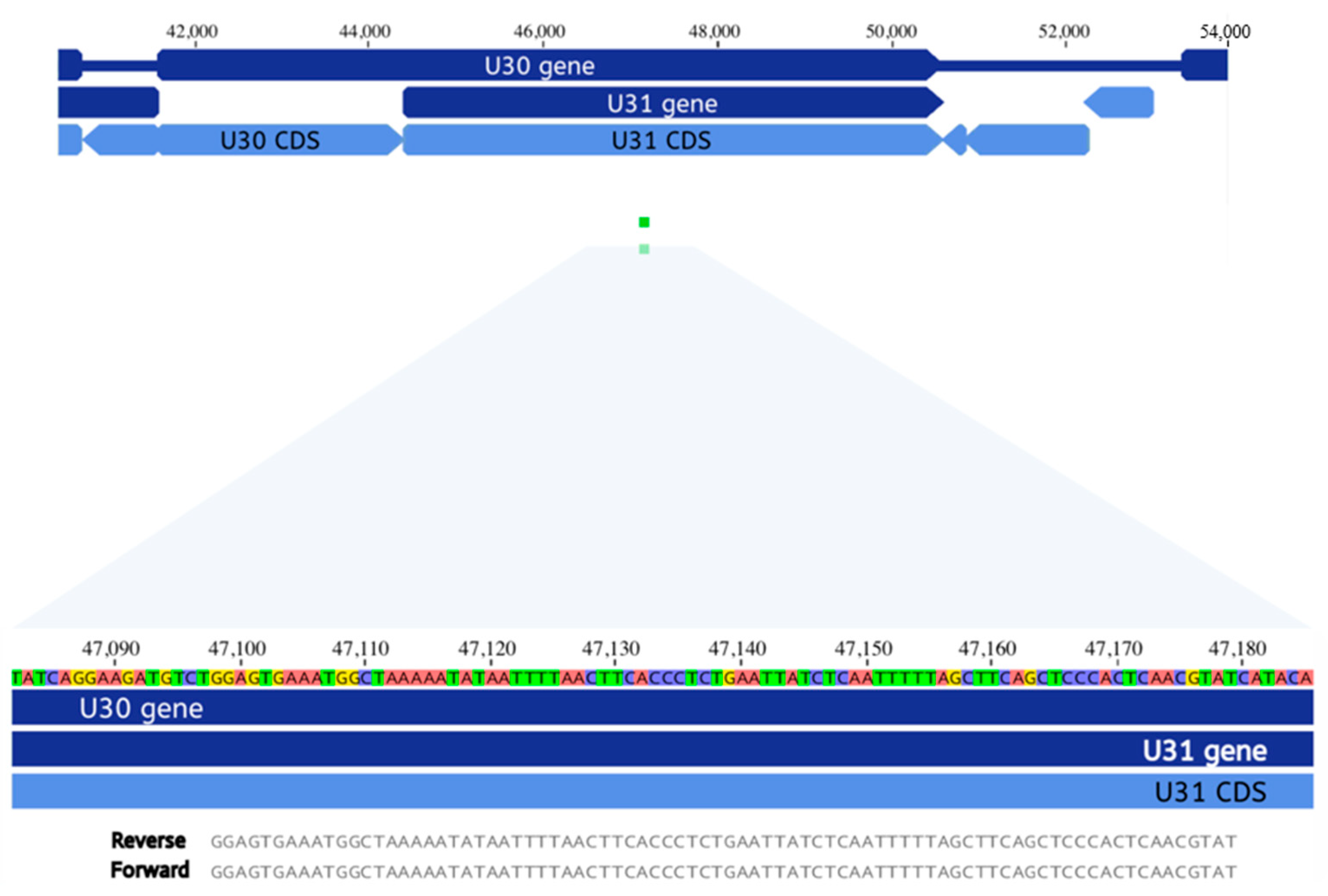 Viruses 13 02286 g002