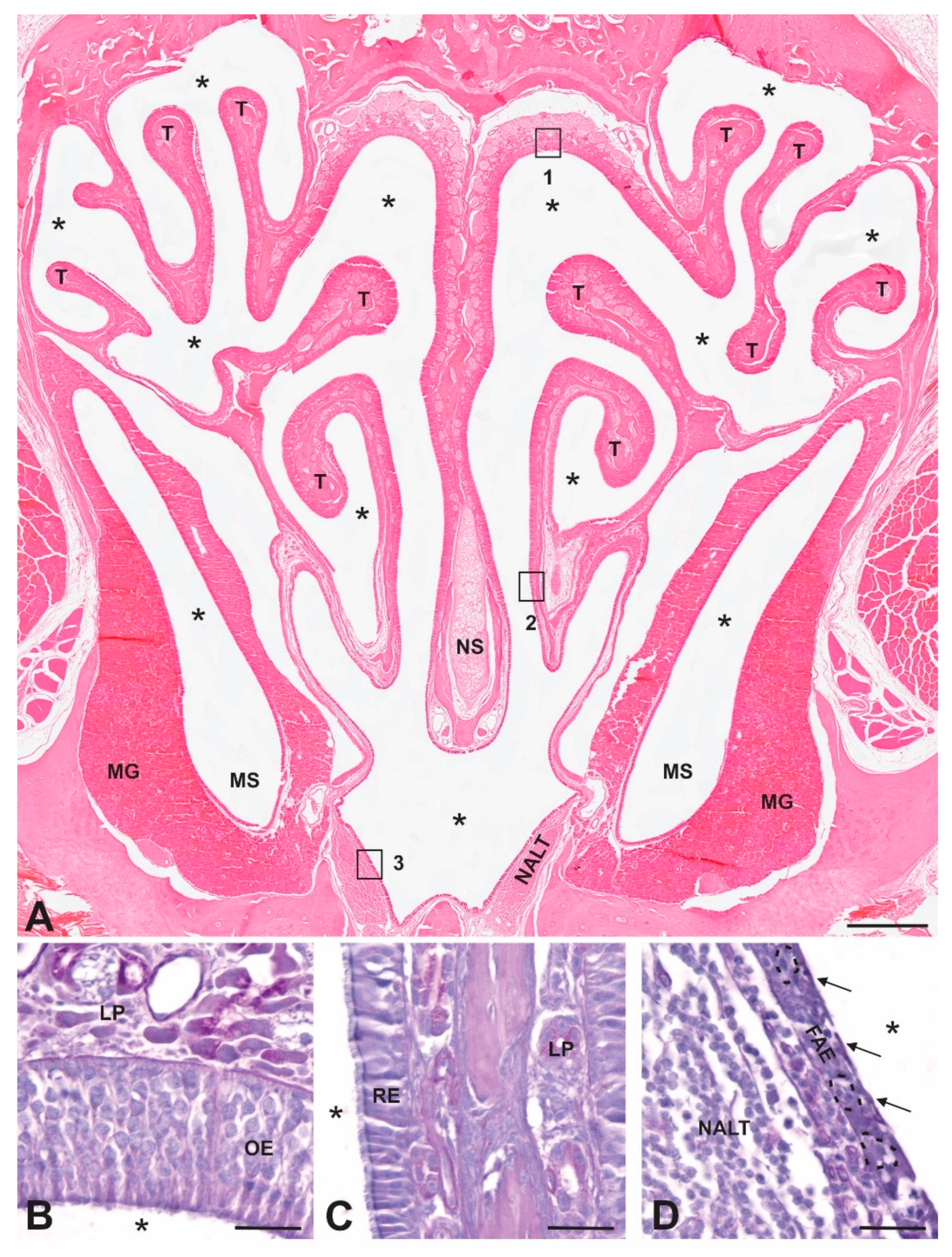 Detection of Prions in a Cadaver for Anatomical Practice