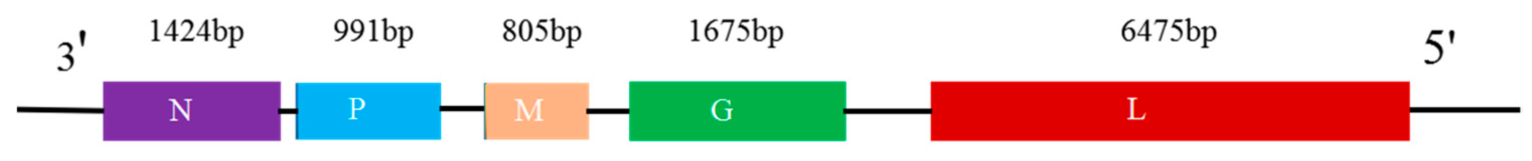 Viruses 13 02288 g001 Viruses 13 02288 g001