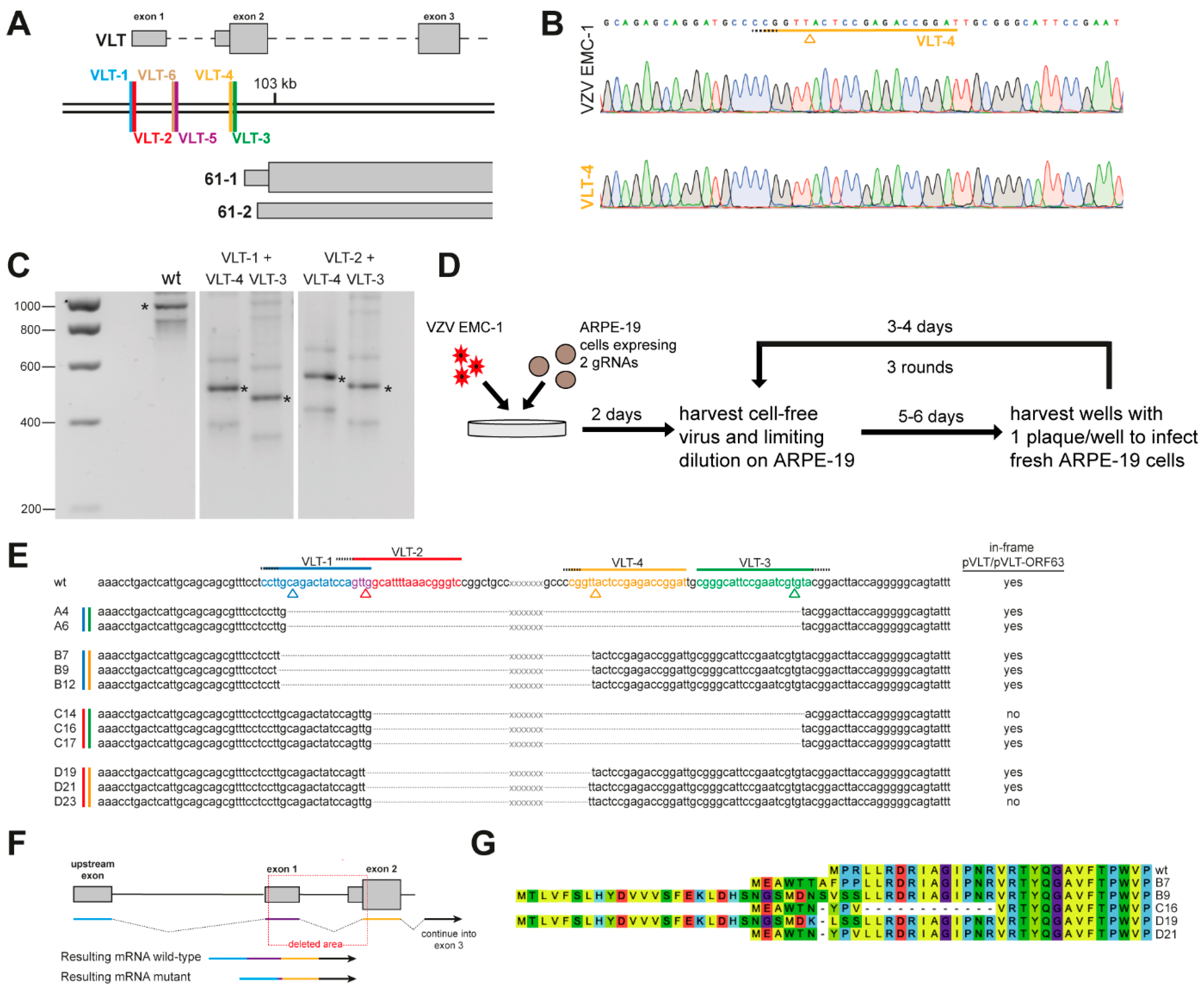 Viruses | Free Full-Text | Mutagenesis of the Varicella-Zoster Virus ...