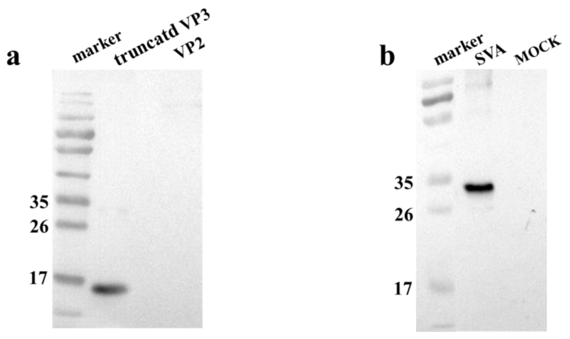 Viruses 13 02300 g002 Viruses 13 02300 g002