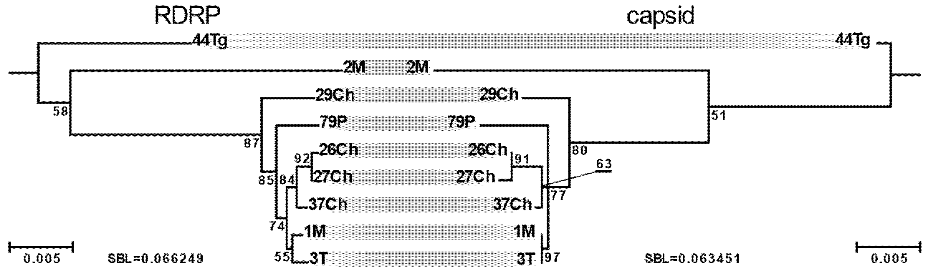 Viruses 13 02305 g004 Viruses 13 02305 g004
