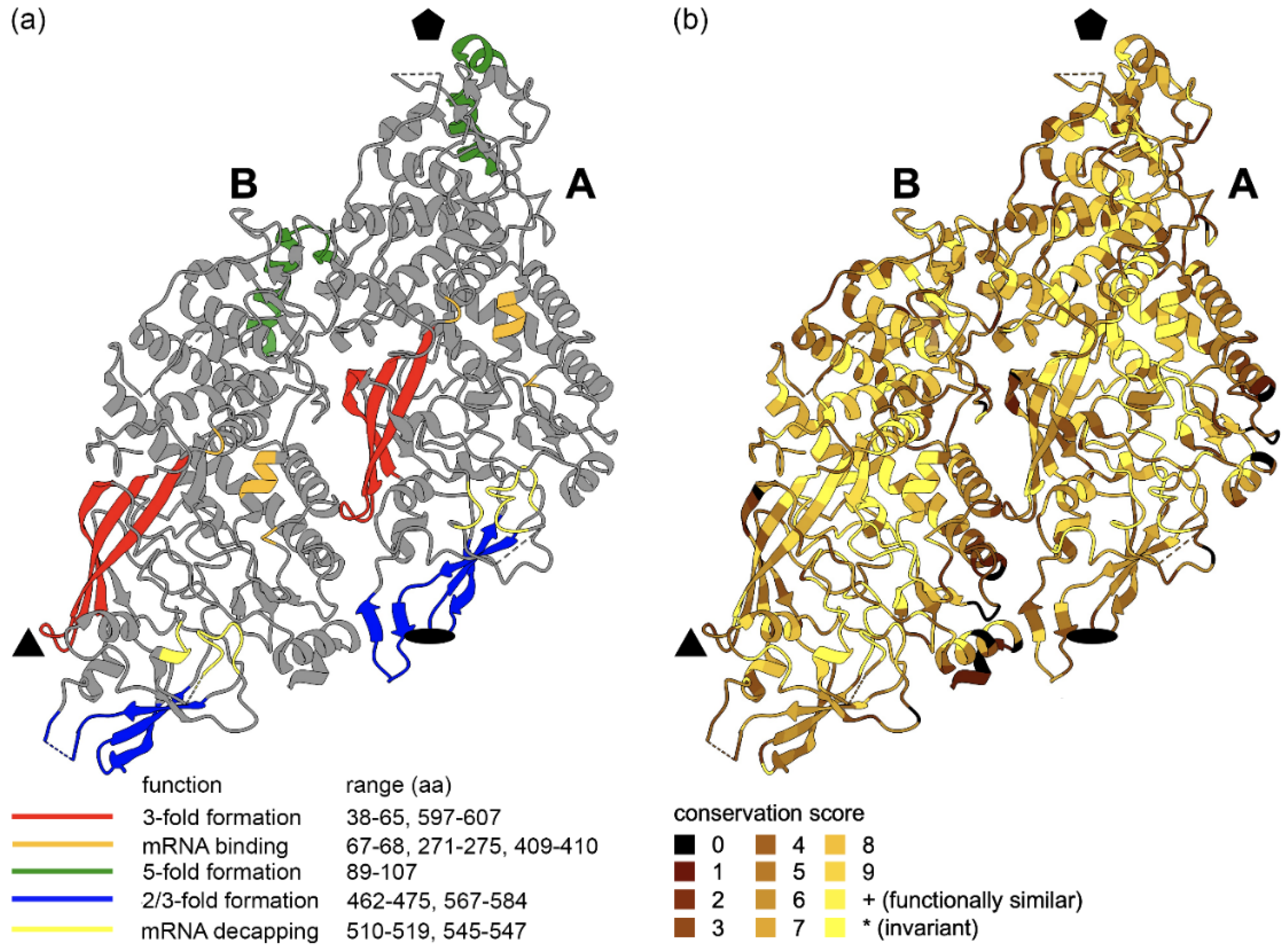 Viruses 13 02305 g005 Viruses 13 02305 g005
