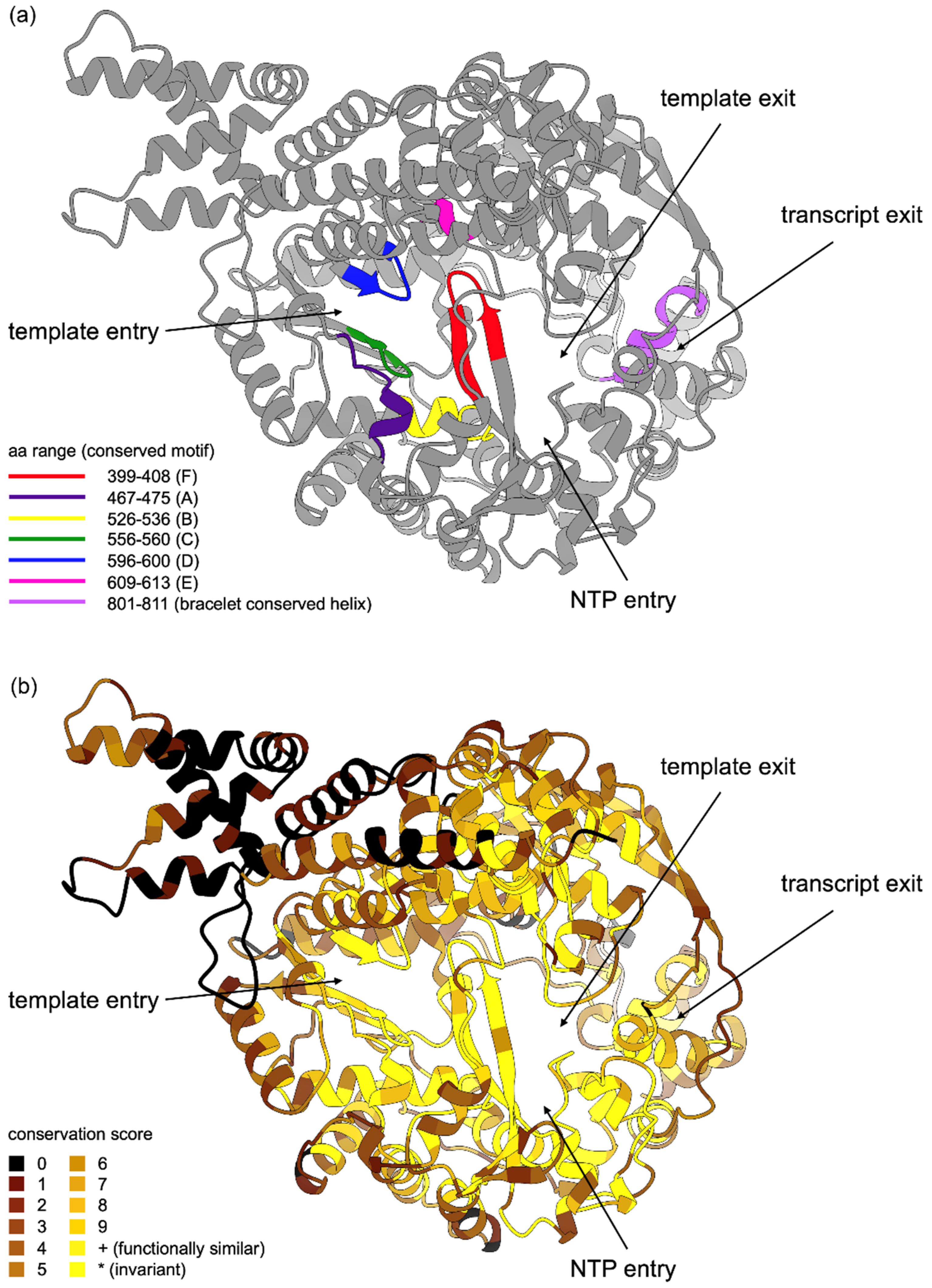Viruses 13 02305 g006 Viruses 13 02305 g006