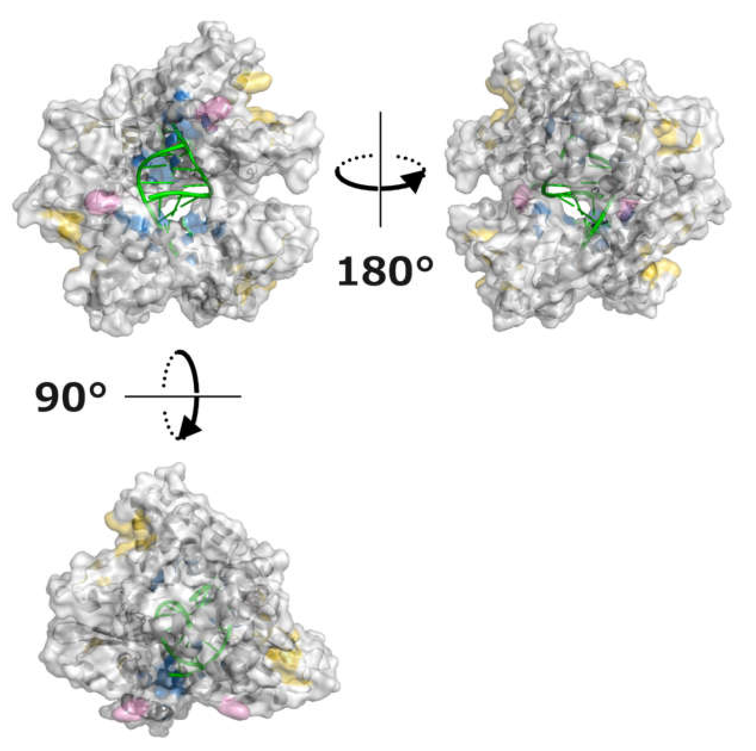 Viruses 13 02316 g005