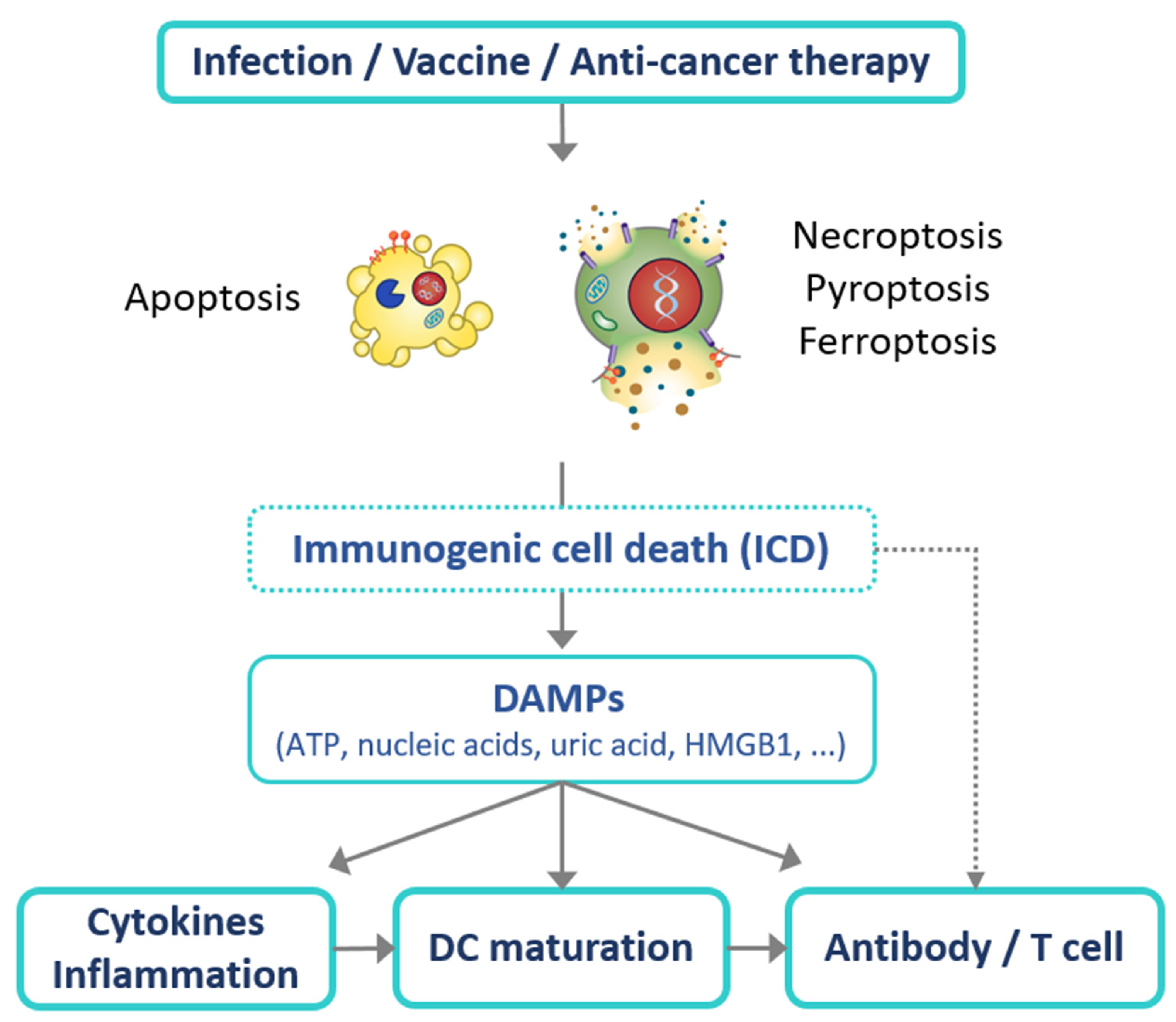 Viruses | Full-Text | Role of Damage-Associated Molecular Pattern/Cell Death Pathways in Vaccine-Induced Immunity | HTML