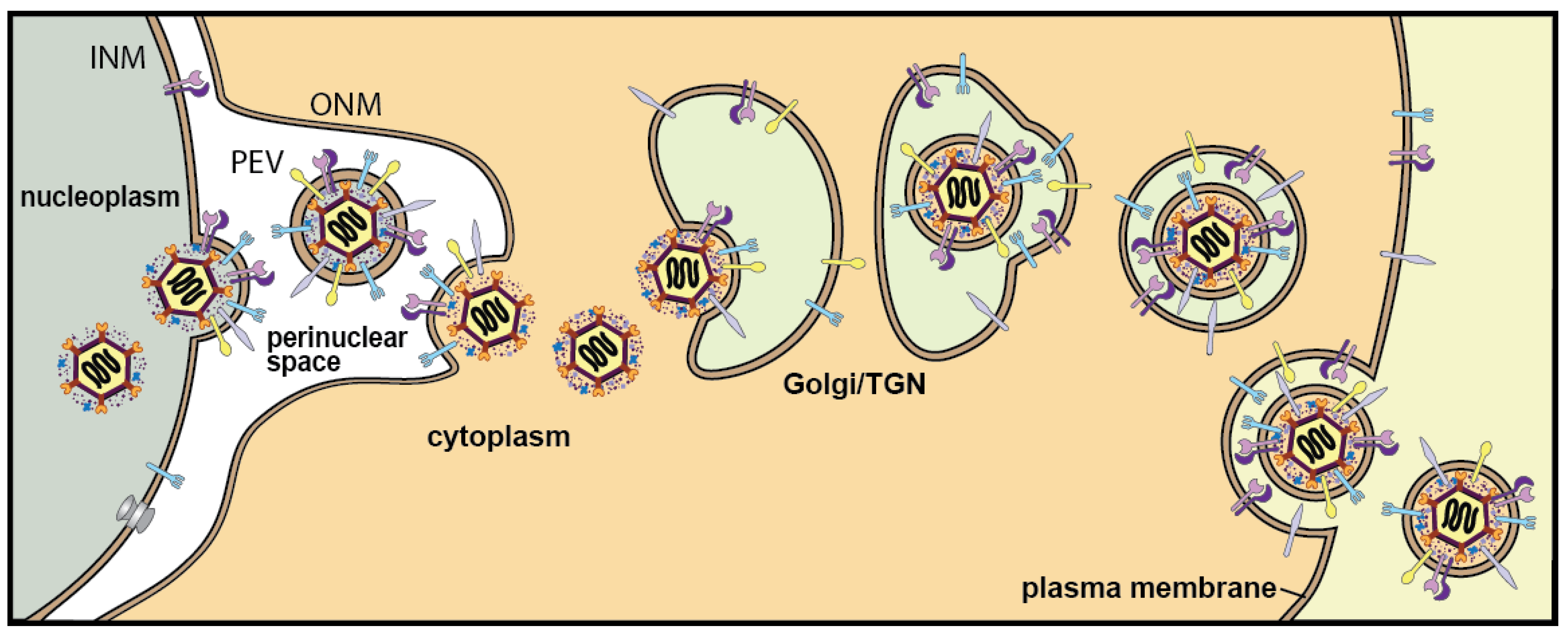 Viruses 13 02356 g001