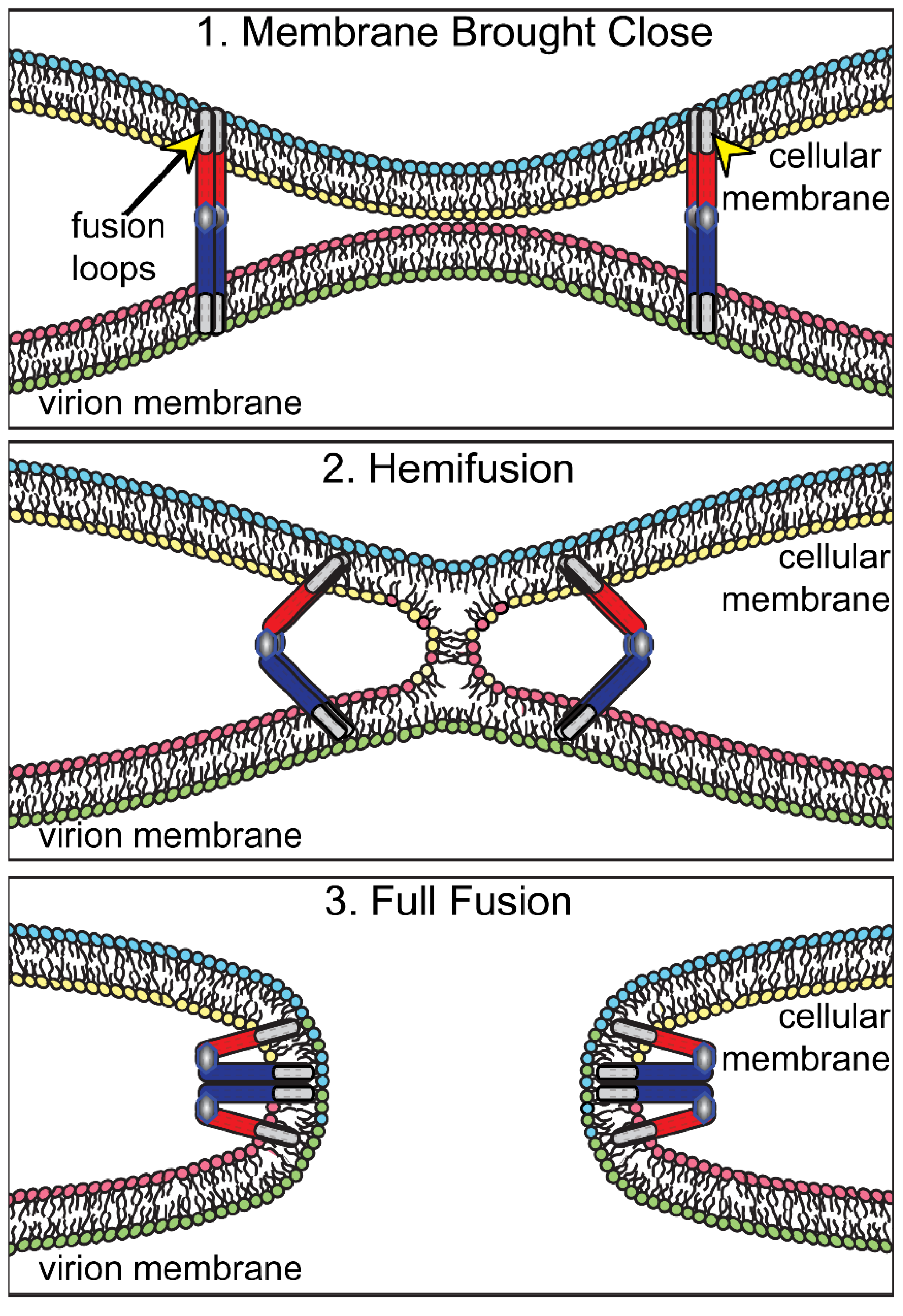 Viruses 13 02356 g003