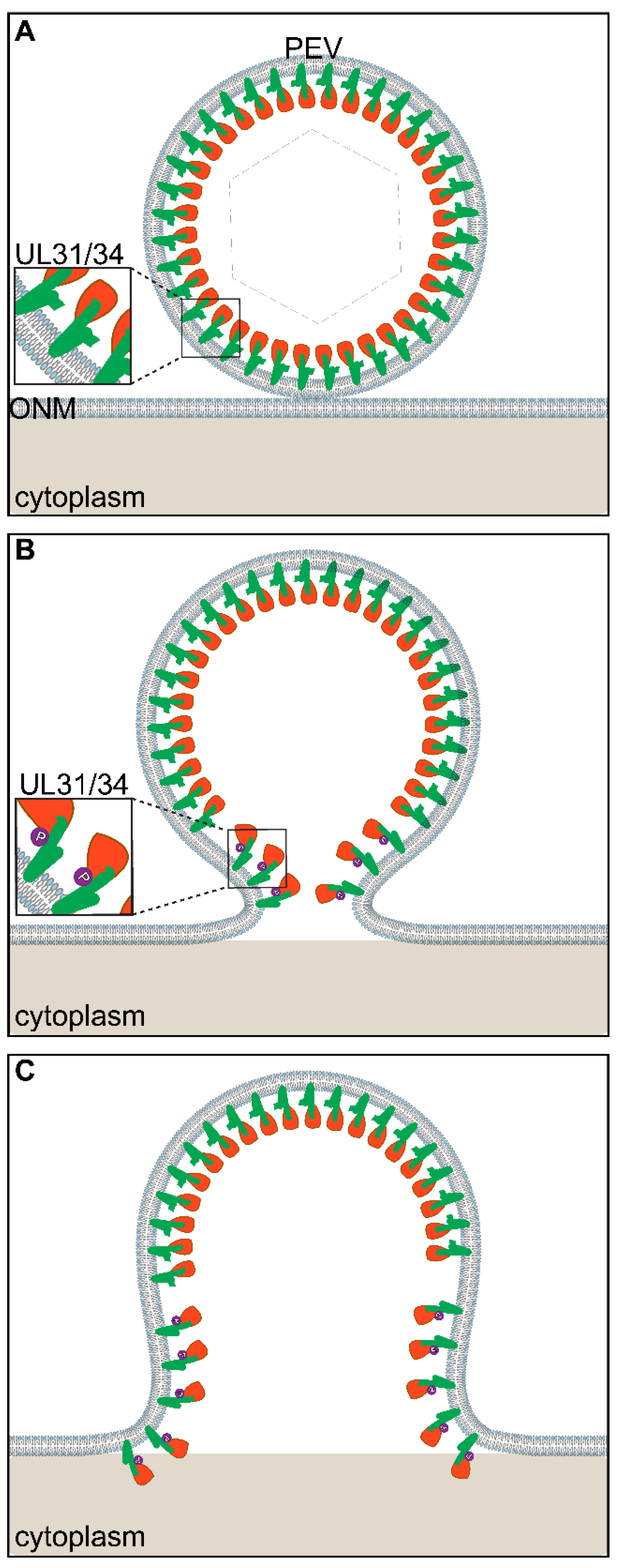 Viruses 13 02356 g004