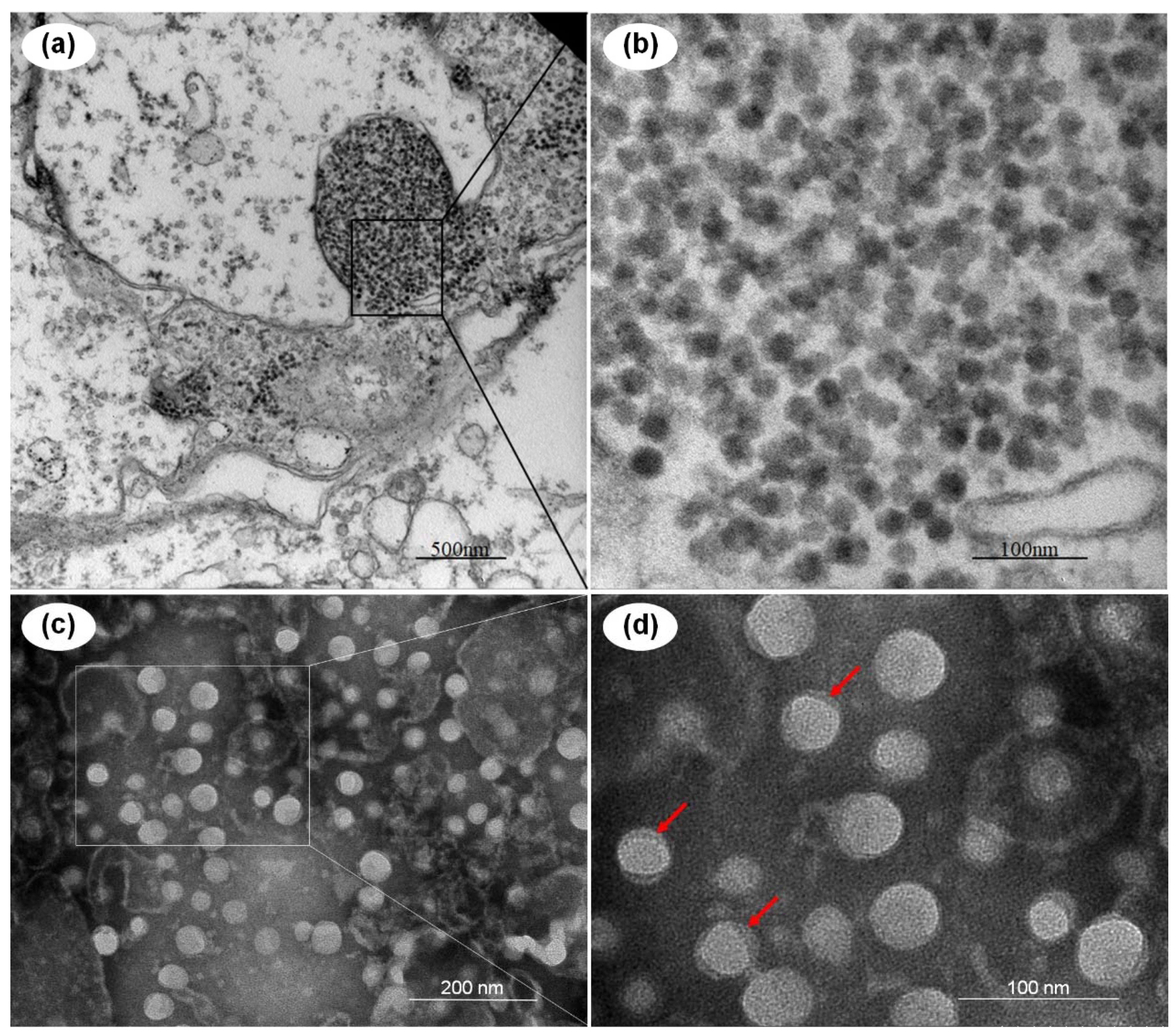 Viruses 13 02381 g001