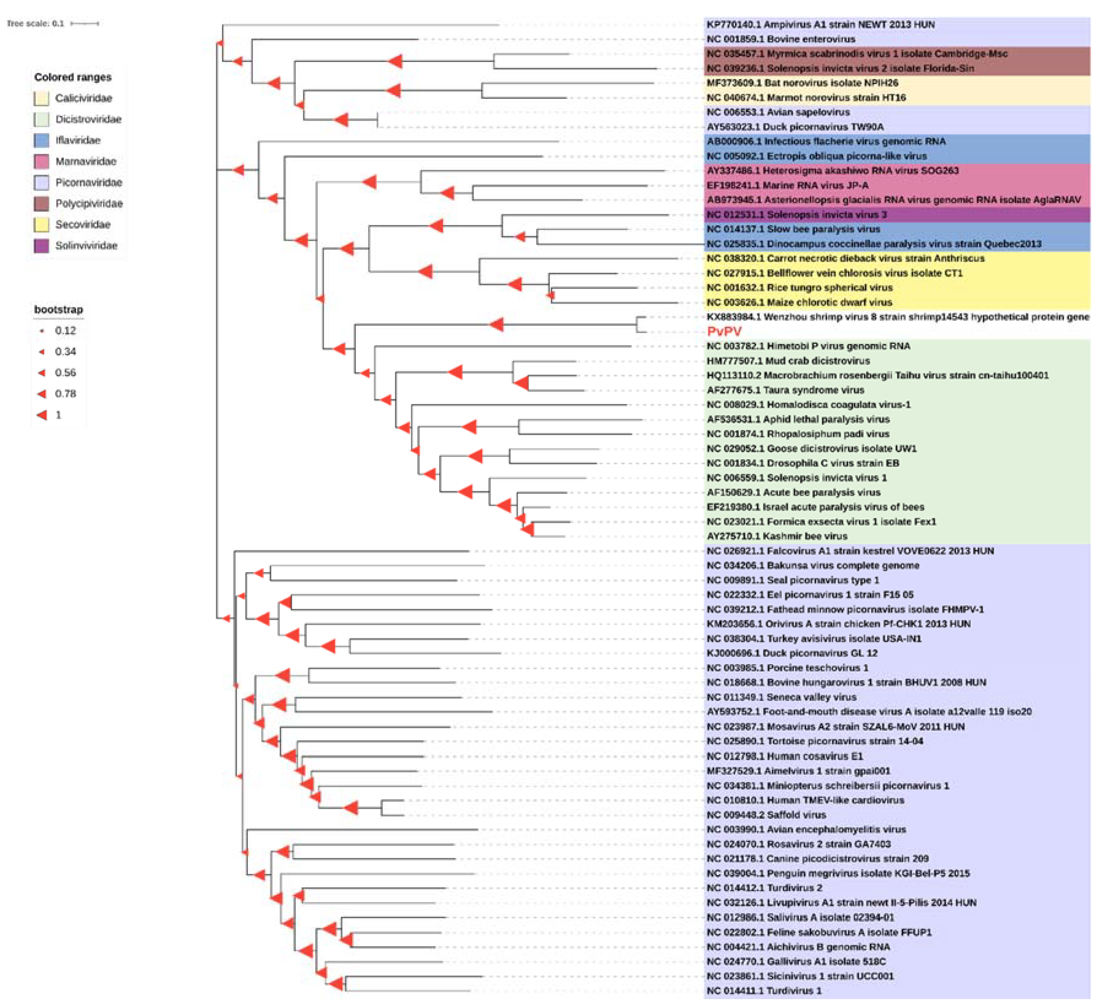 Viruses 13 02381 g004