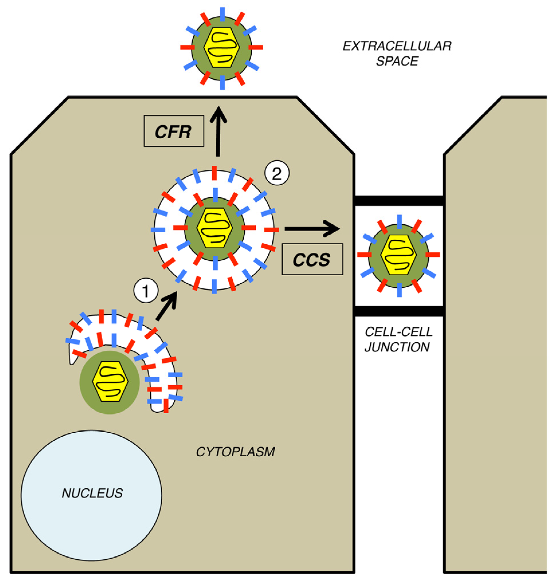 Viruses, Free Full-Text