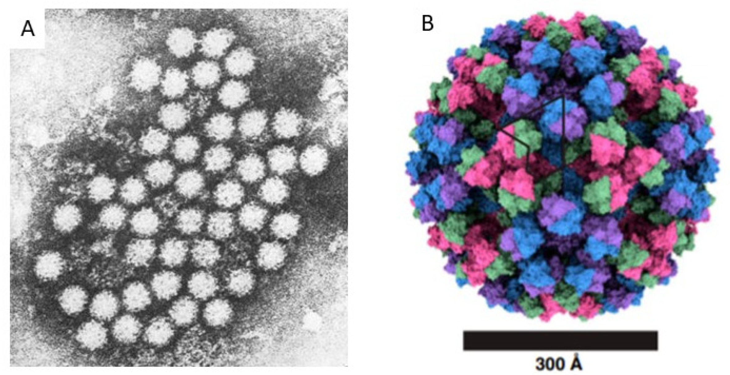 Viruses | Free Full-Text | Norovirus: Facts and Reflections from Past,  Present, and Future | HTML
