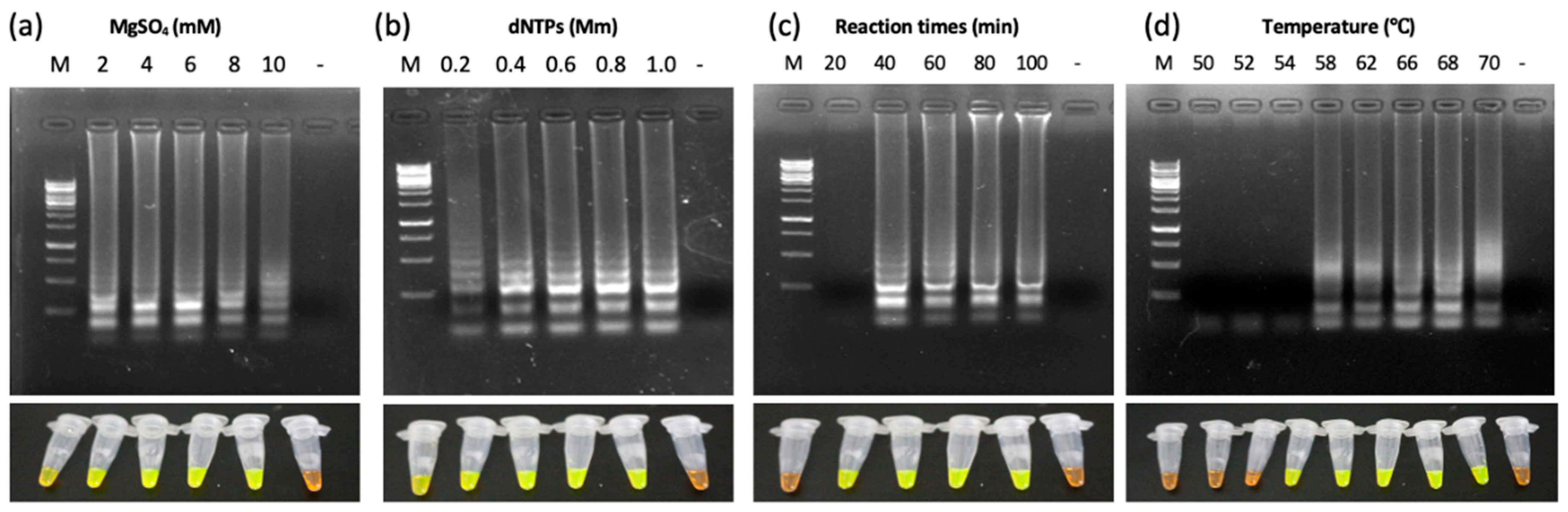 Viruses 13 02408 g003
