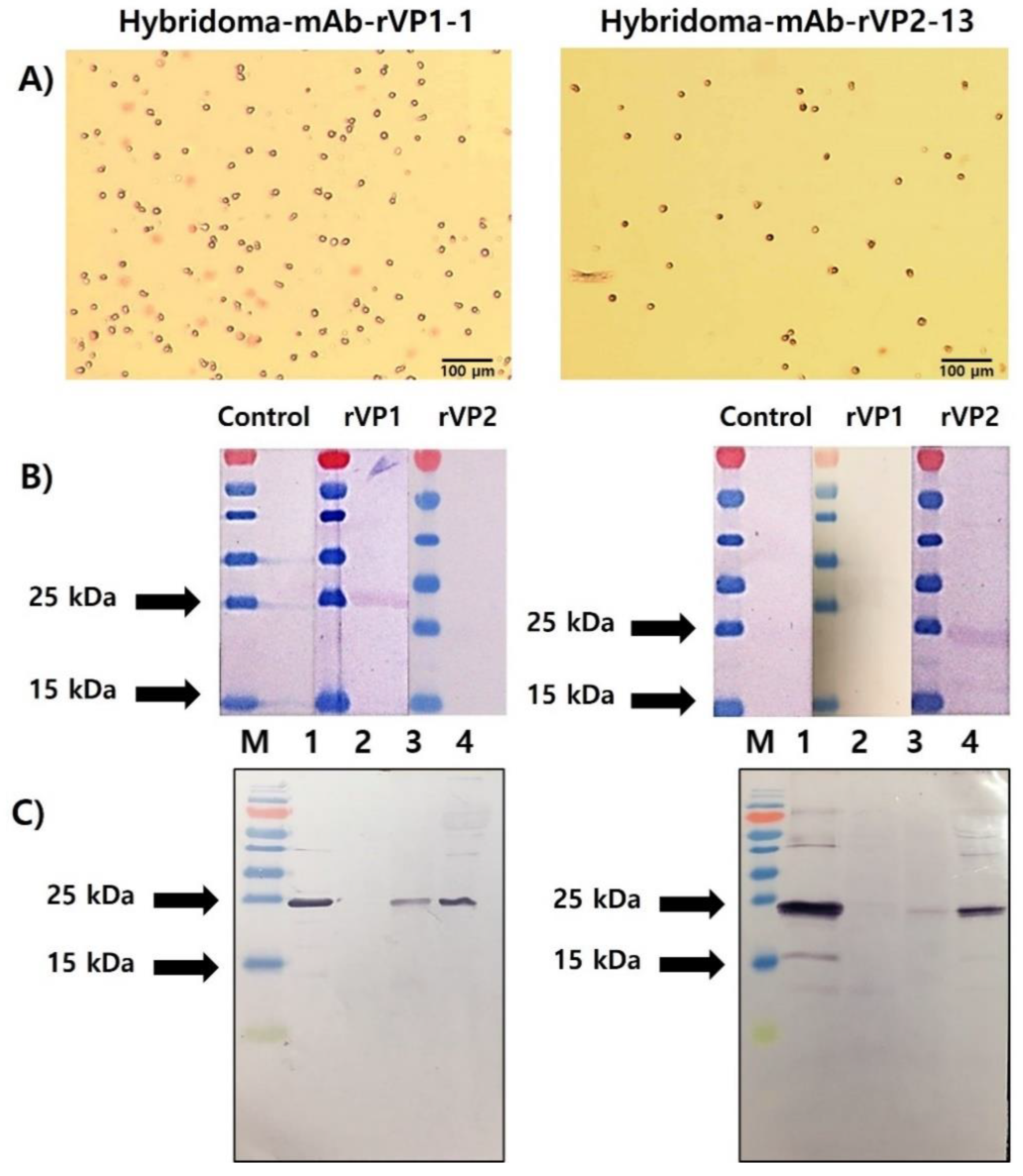 Viruses 13 02439 g004