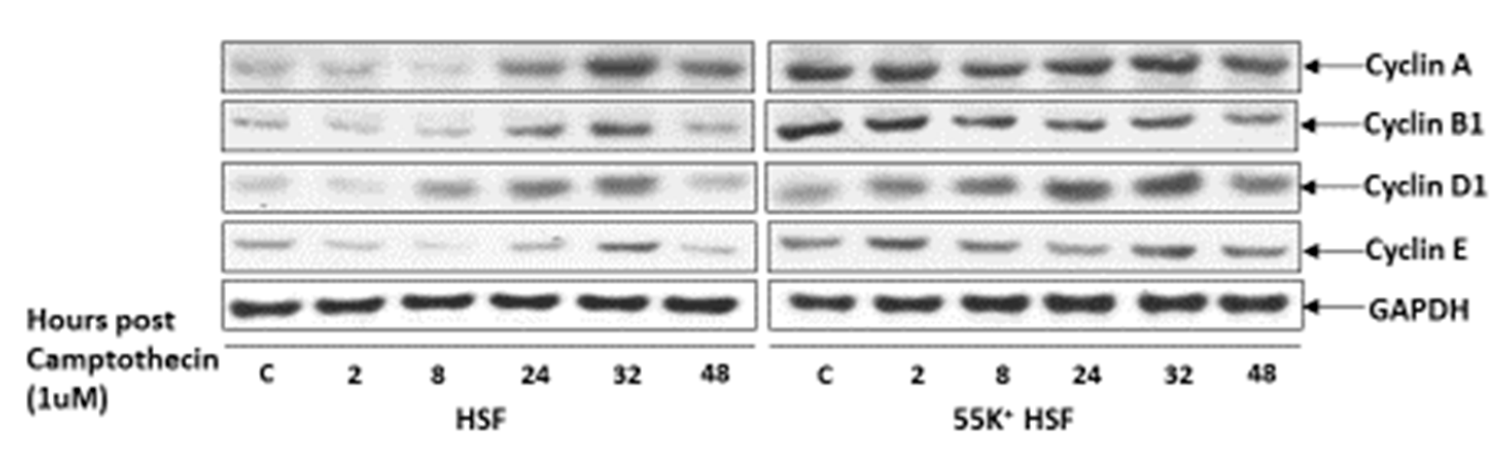 Viruses 13 02444 g009 Viruses 13 02444 g009