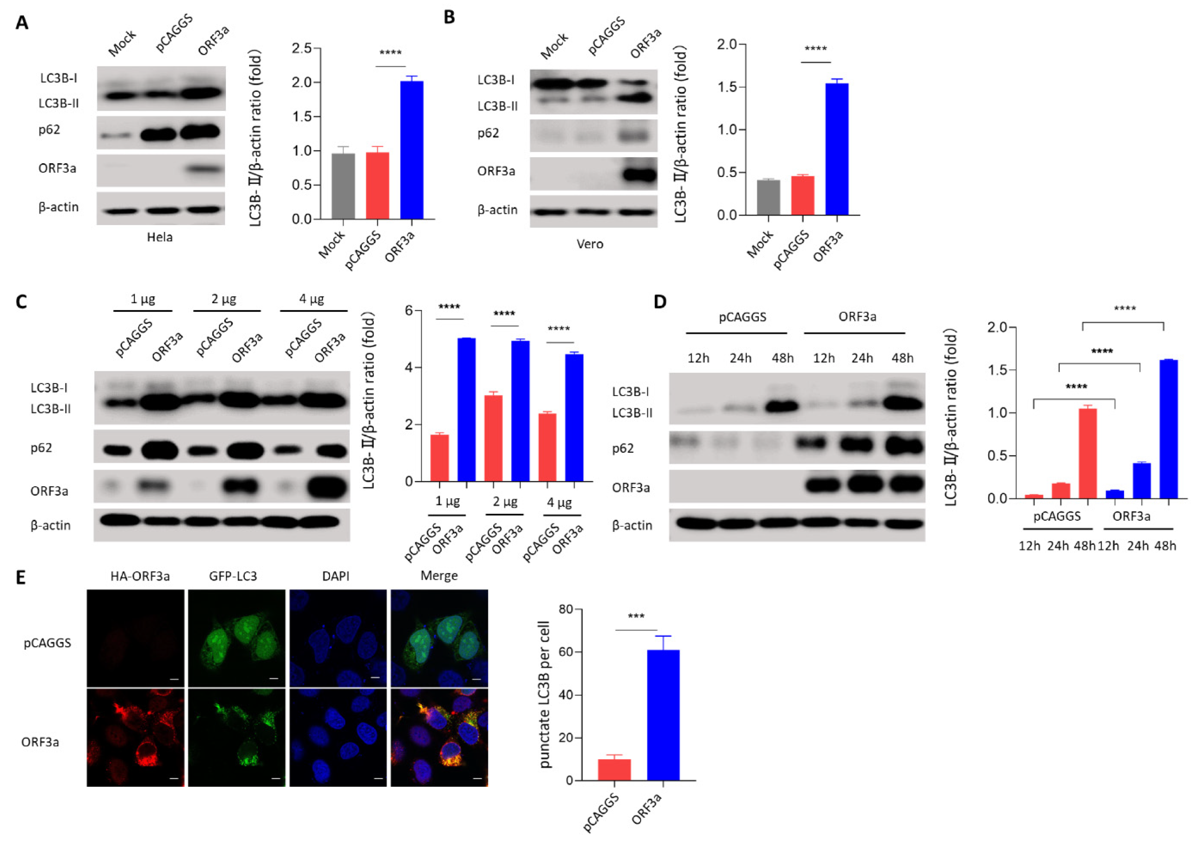 PDF) SARS-CoV-2 ORF3A interacts with the Clic-like chloride channel-1 (  CLCC1 ) and triggers an unfolded protein response