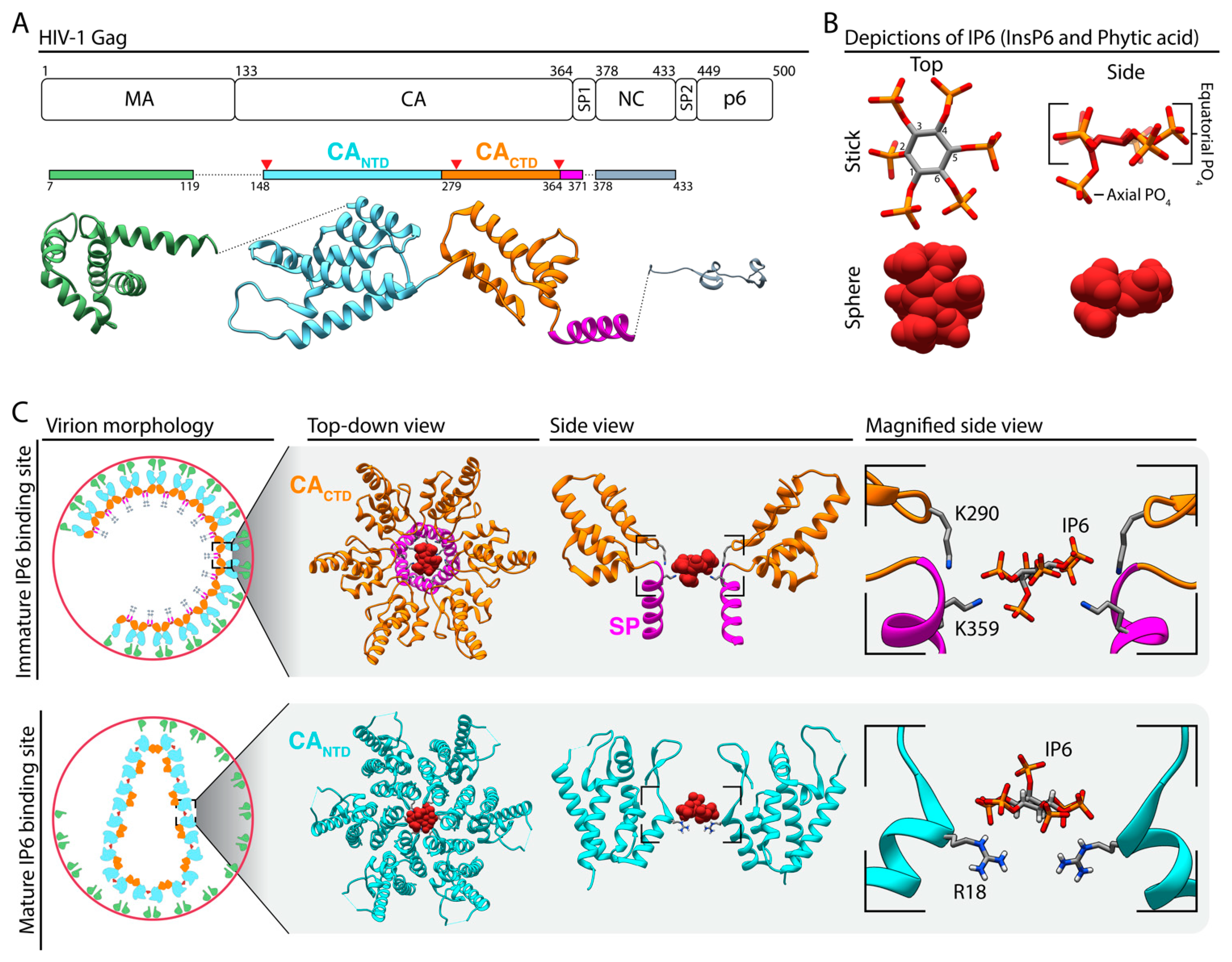 Viruses 13 02516 g001