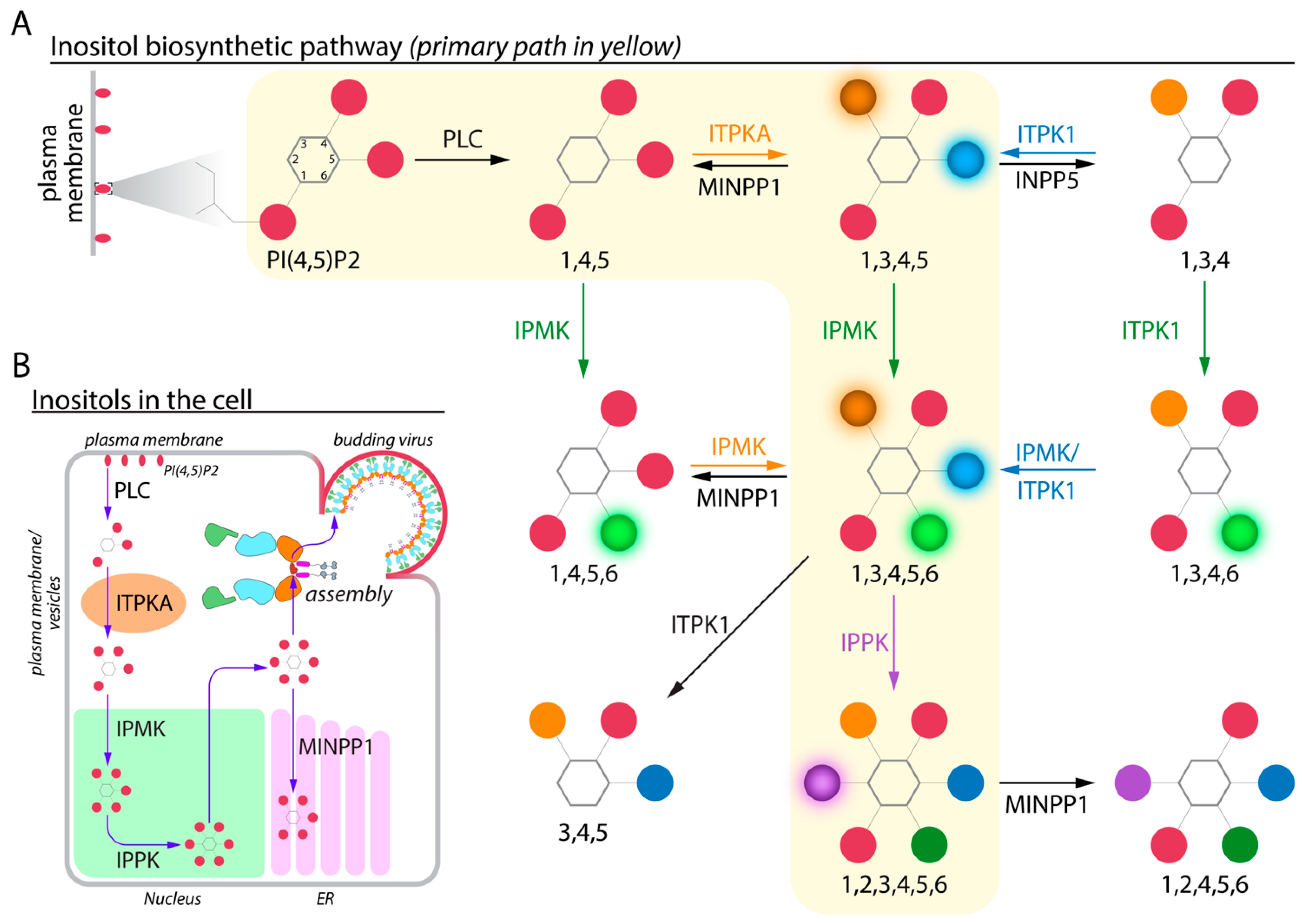 Viruses 13 02516 g002