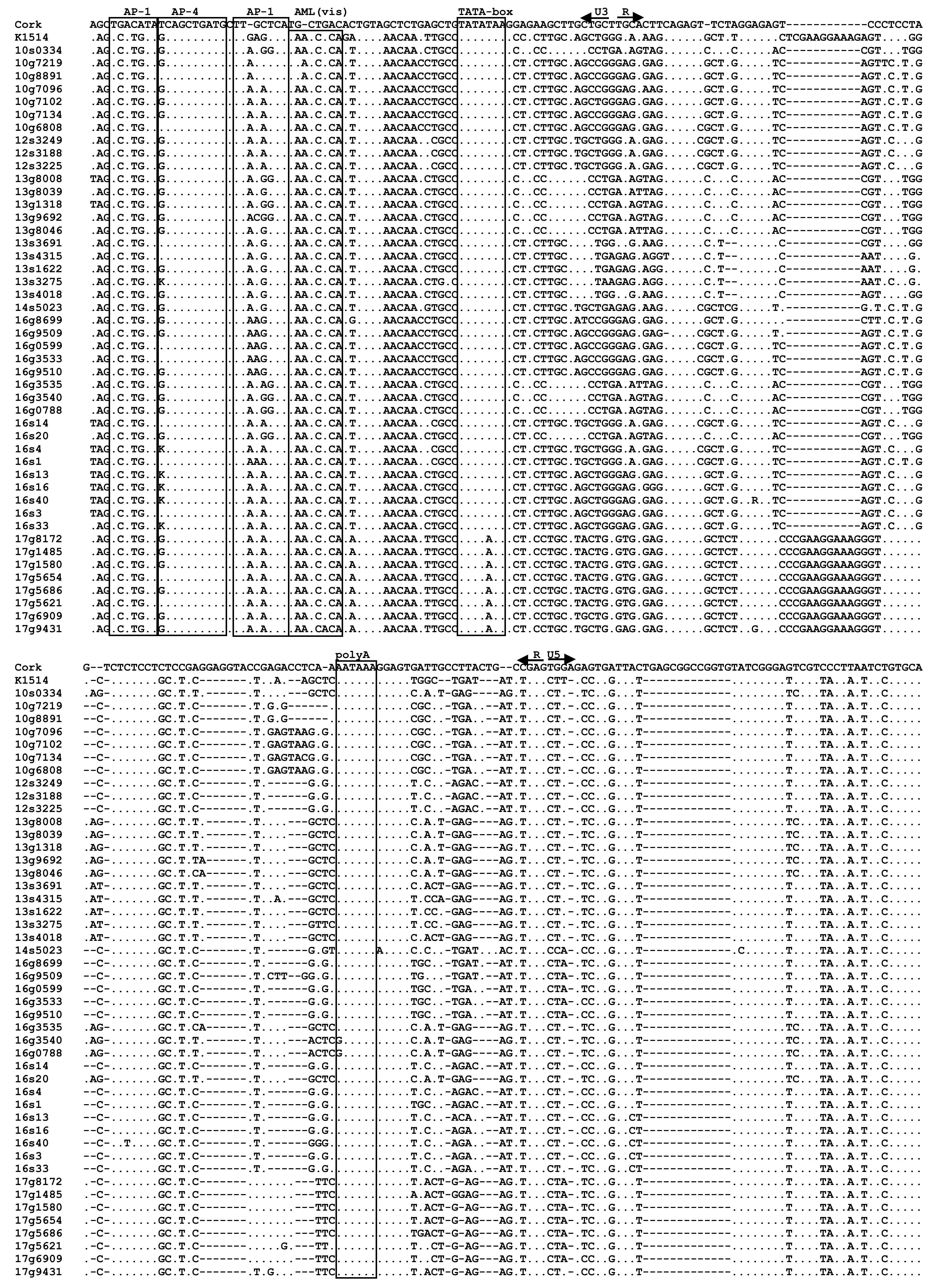Viruses 13 02529 g006 Viruses 13 02529 g006