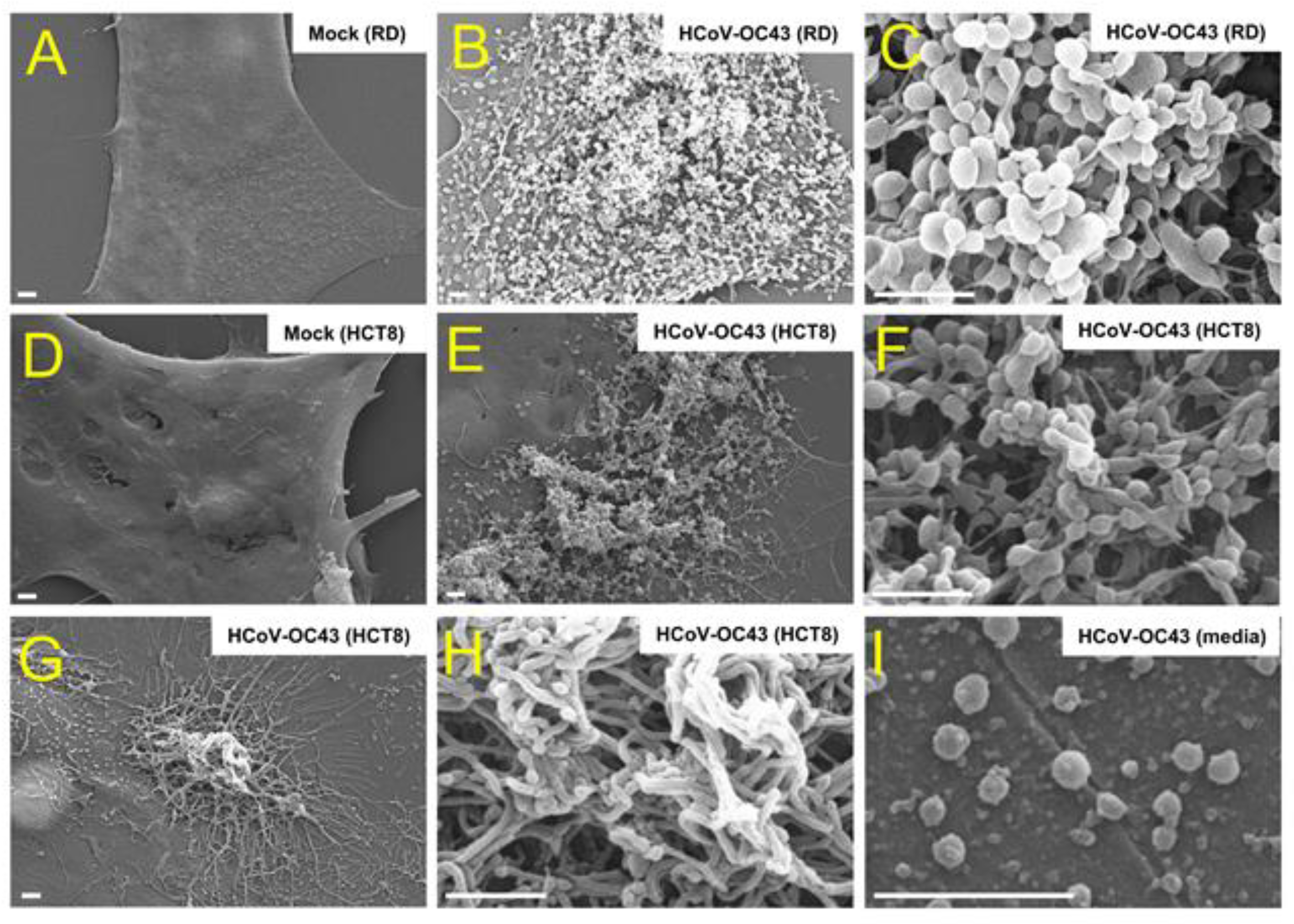 Viruses 13 02533 g001