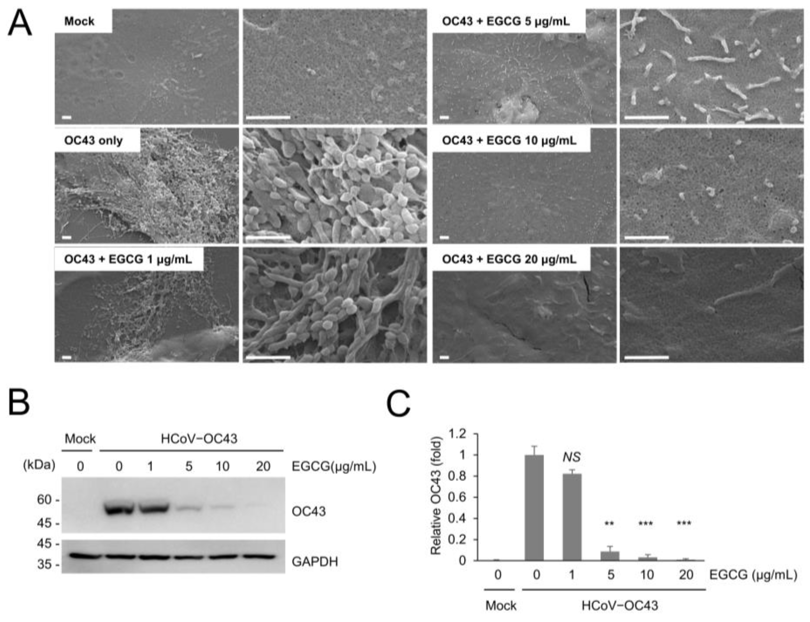 Viruses 13 02533 g002