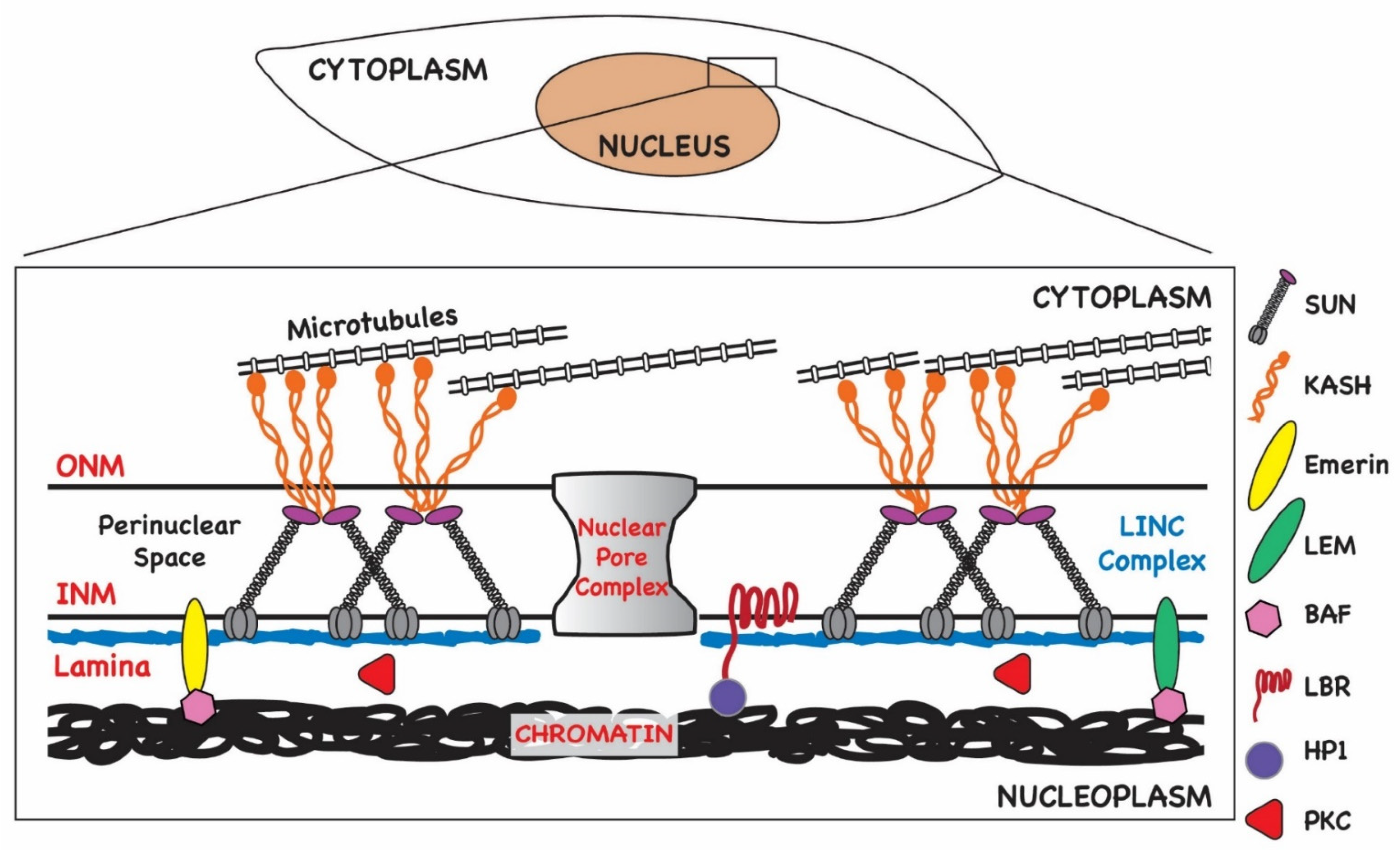 Interaction of HCMV capsid proteins SCP and MCP with the core NEC