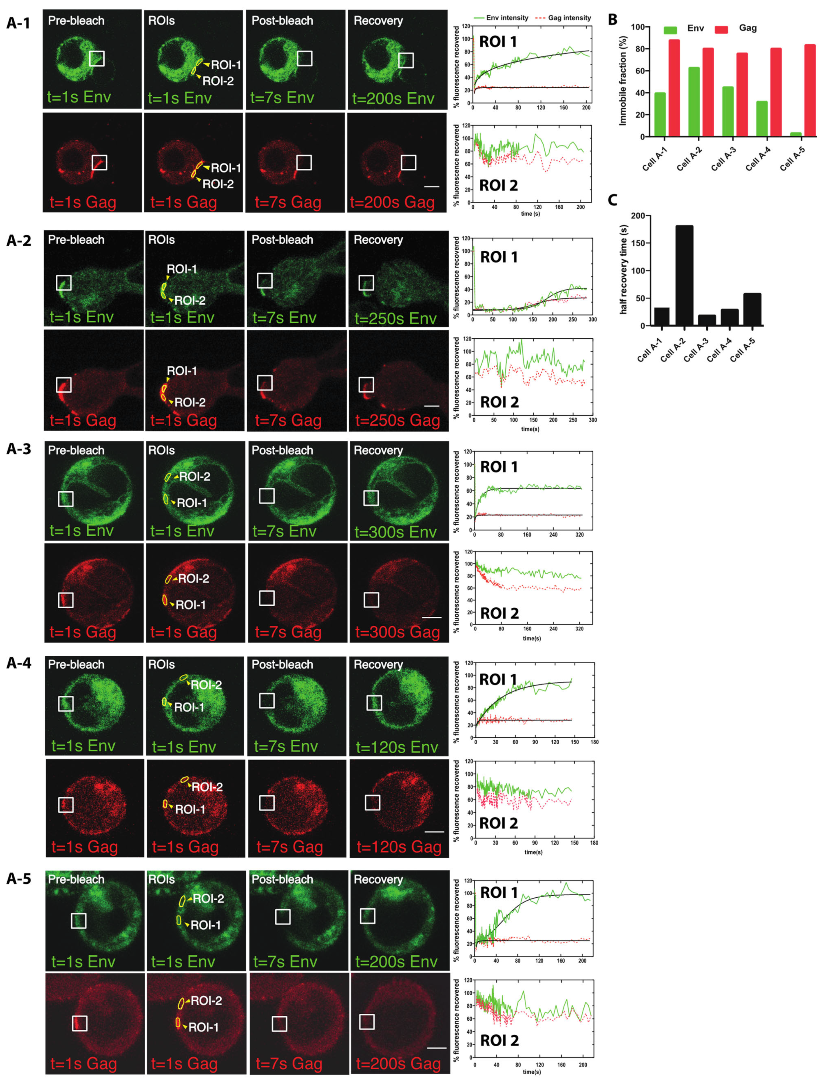 Viruses 14 00038 g005