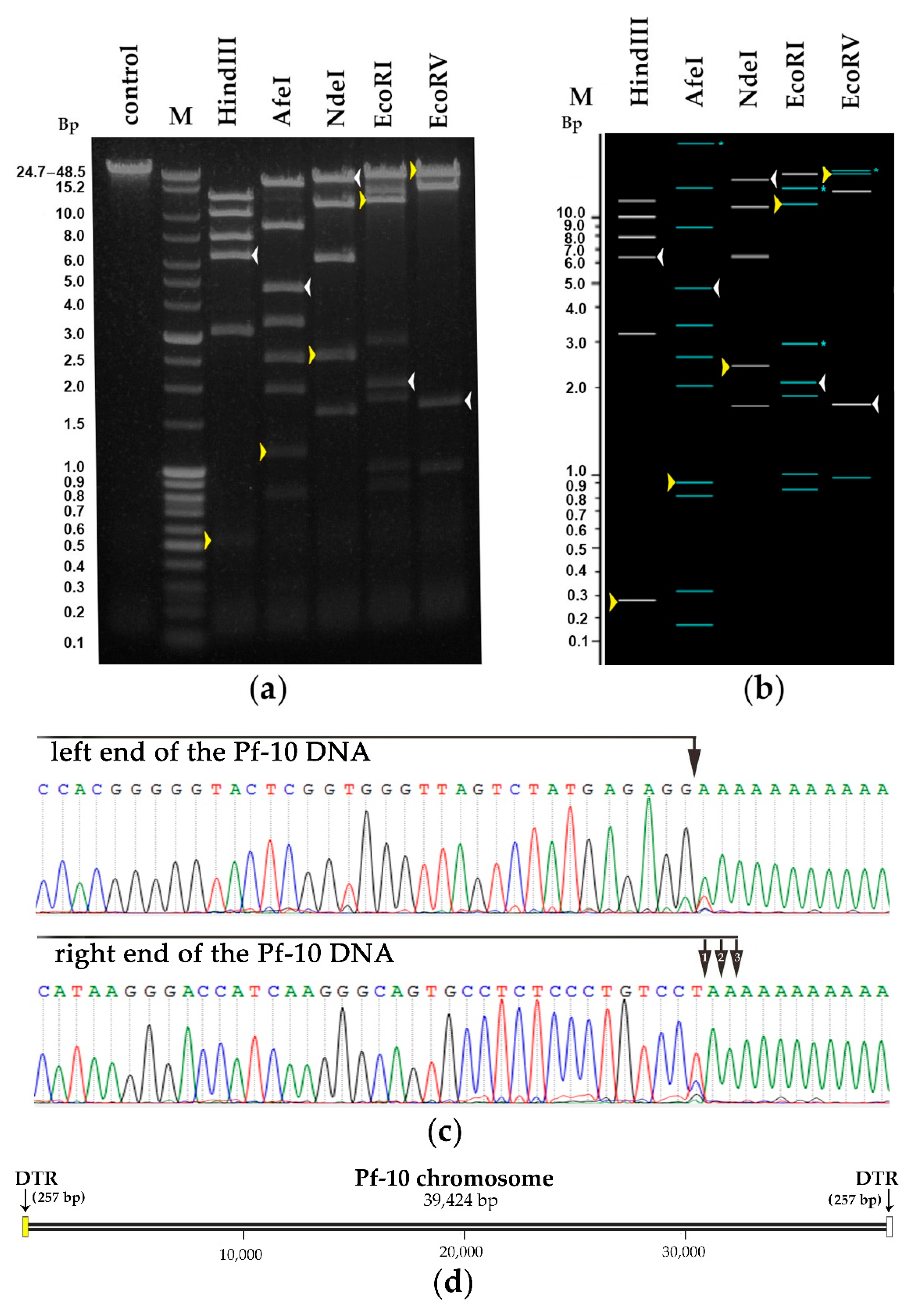Viruses 14 00042 g008 Viruses 14 00042 g008