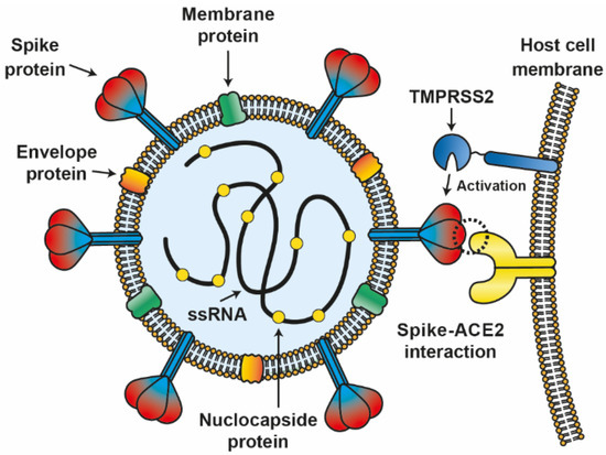 Mapping the human genetic architecture of COVID-19