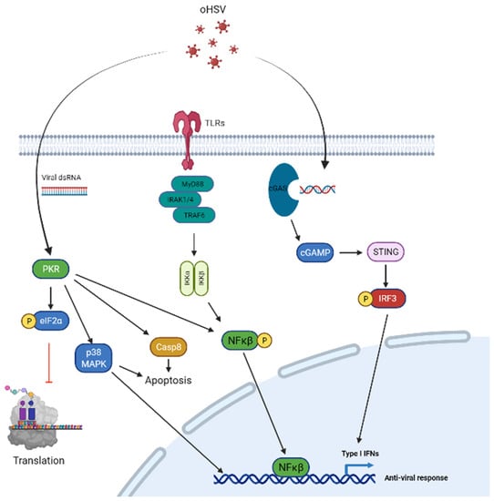 Viruses | Free Full-Text | Replication and Spread of Oncolytic Herpes ...