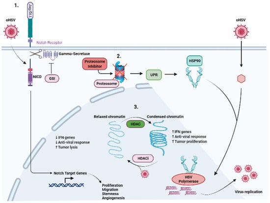 Viruses | Free Full-Text | Replication and Spread of Oncolytic Herpes ...