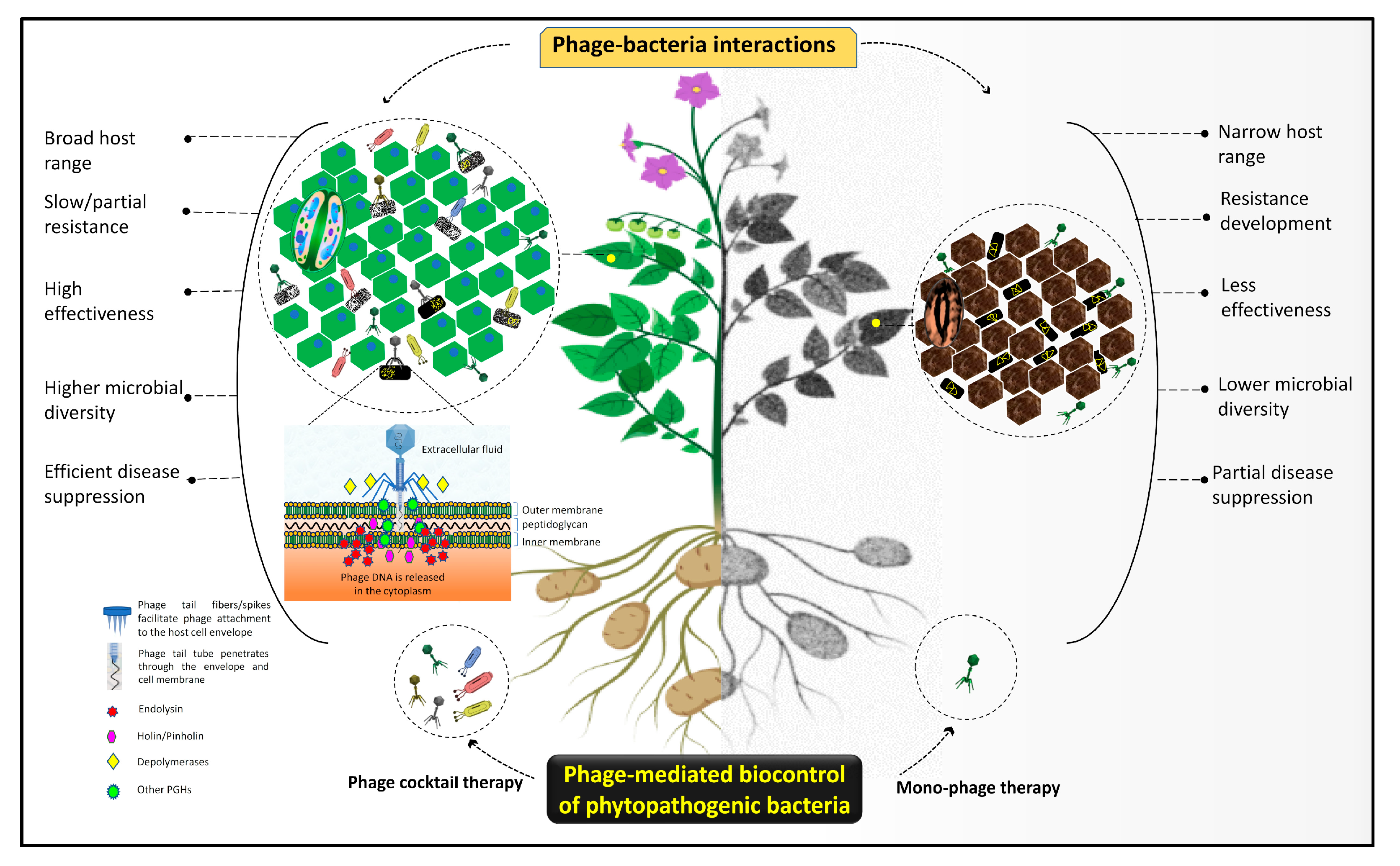 Viruses | Free Full-Text | Deploying Viruses against Phytobacteria:  Potential Use of Phage Cocktails as a Multifaceted Approach to Combat  Resistant Bacterial Plant Pathogens | HTML