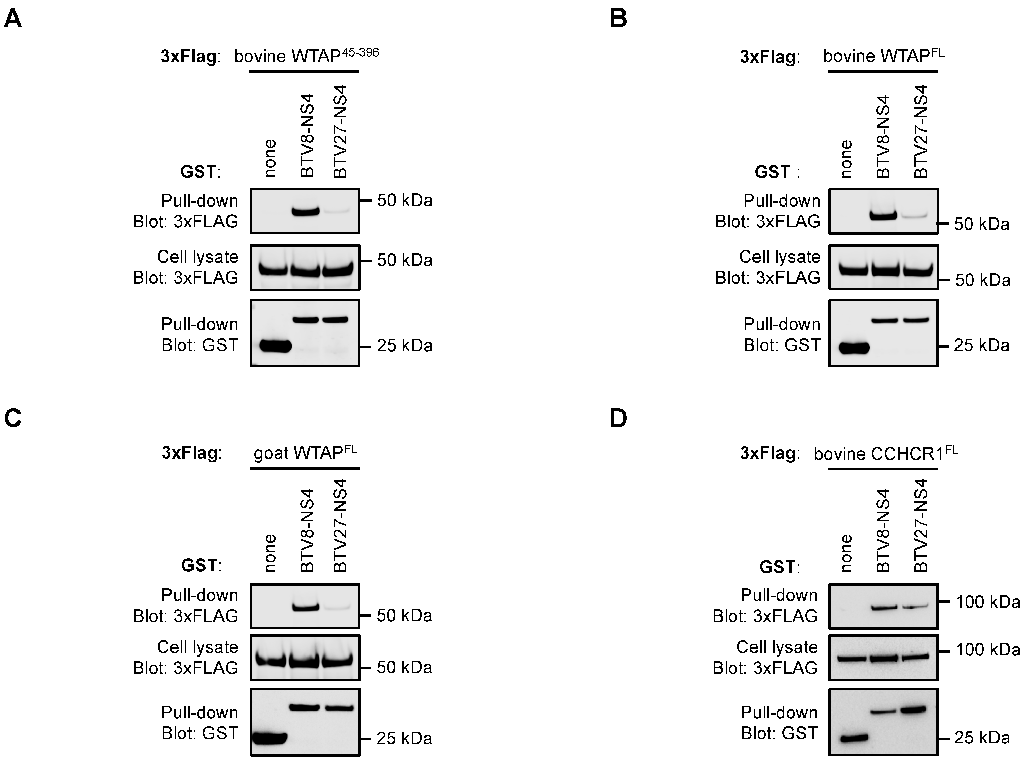 Viruses 14 00182 g002