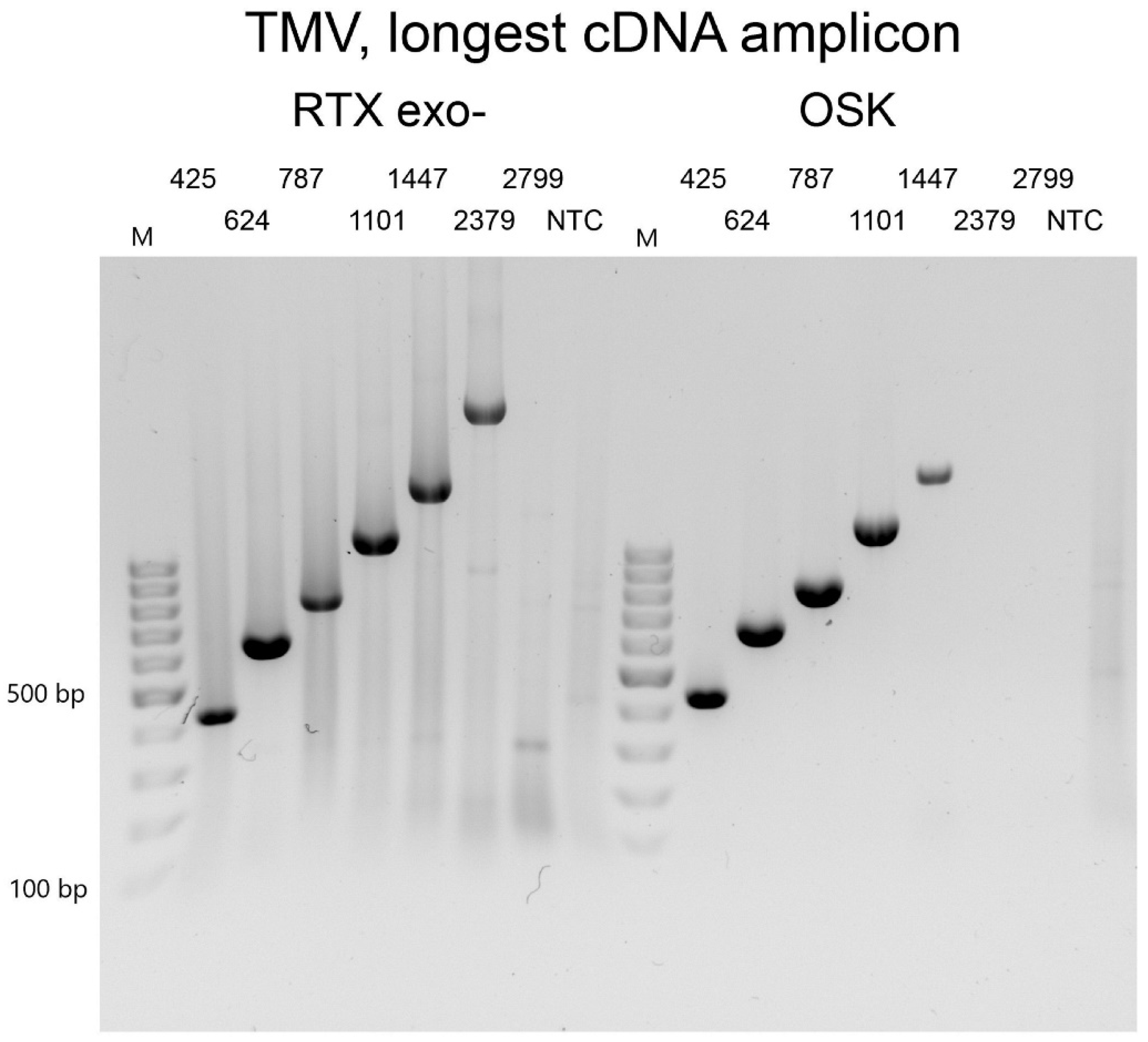 Viruses | Free Full-Text | One-Enzyme RTX-PCR for the Detection of RNA  Viruses from Multiple Virus Genera and Crop Plants