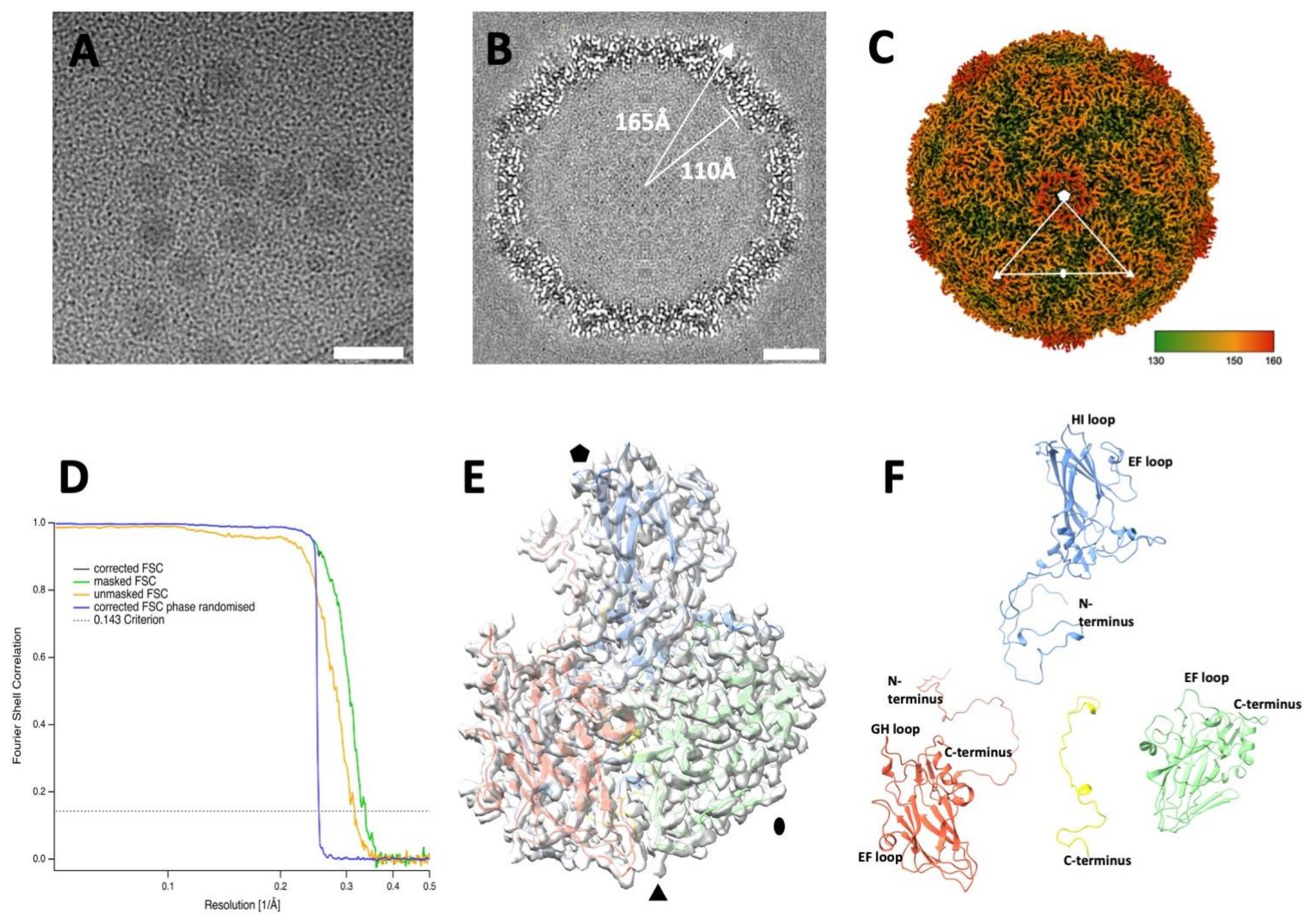 Viruses 14 00318 g001