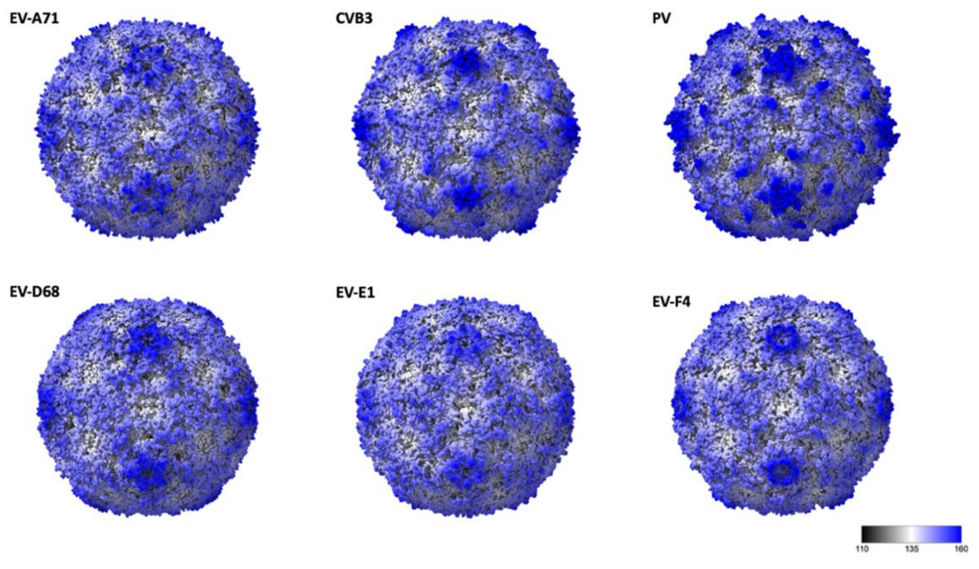 Viruses 14 00318 g002