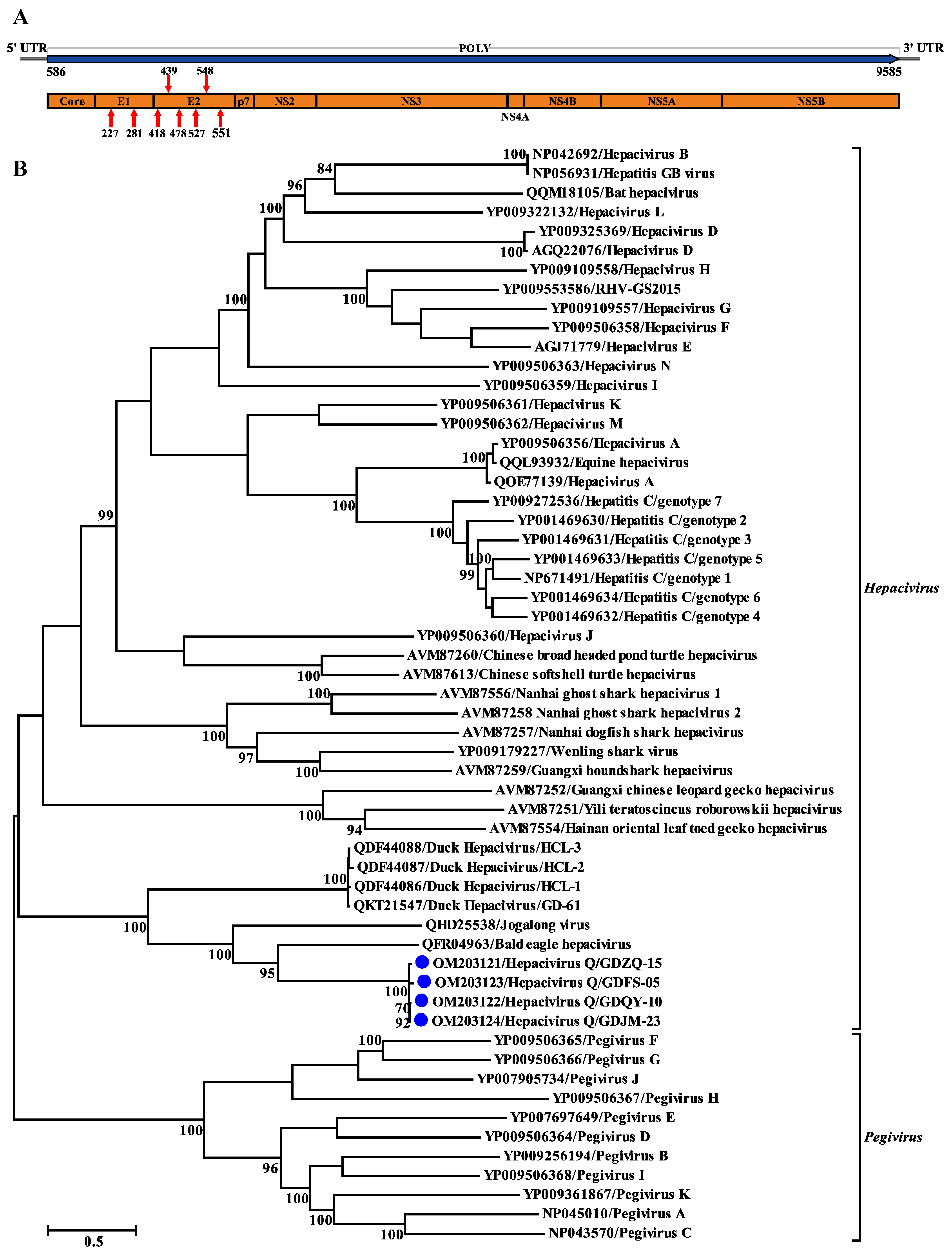 Viruses 14 00371 g003