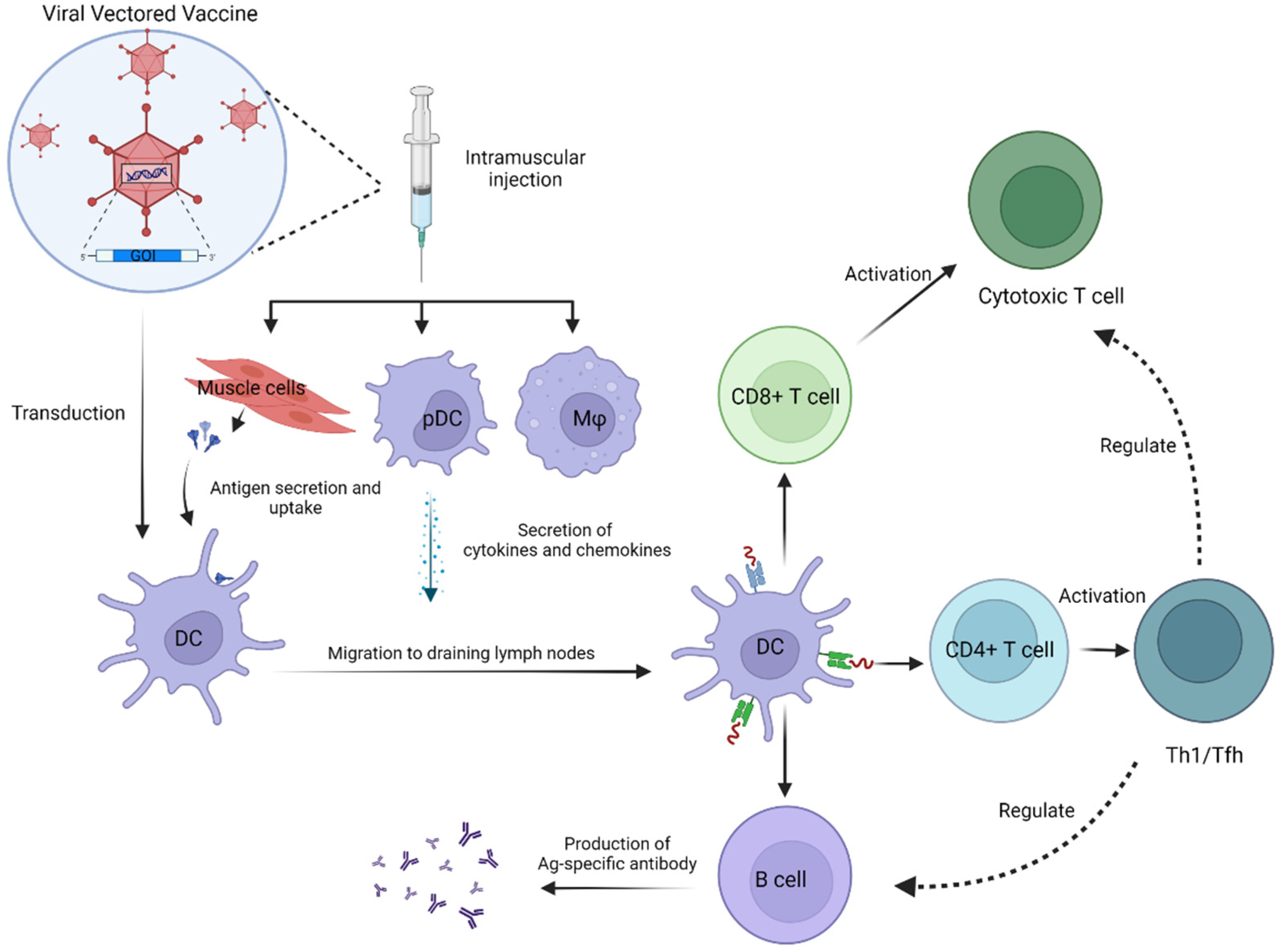 Viruses | Free Full-Text | Fighting Fire with Fire: Immunogenicity of