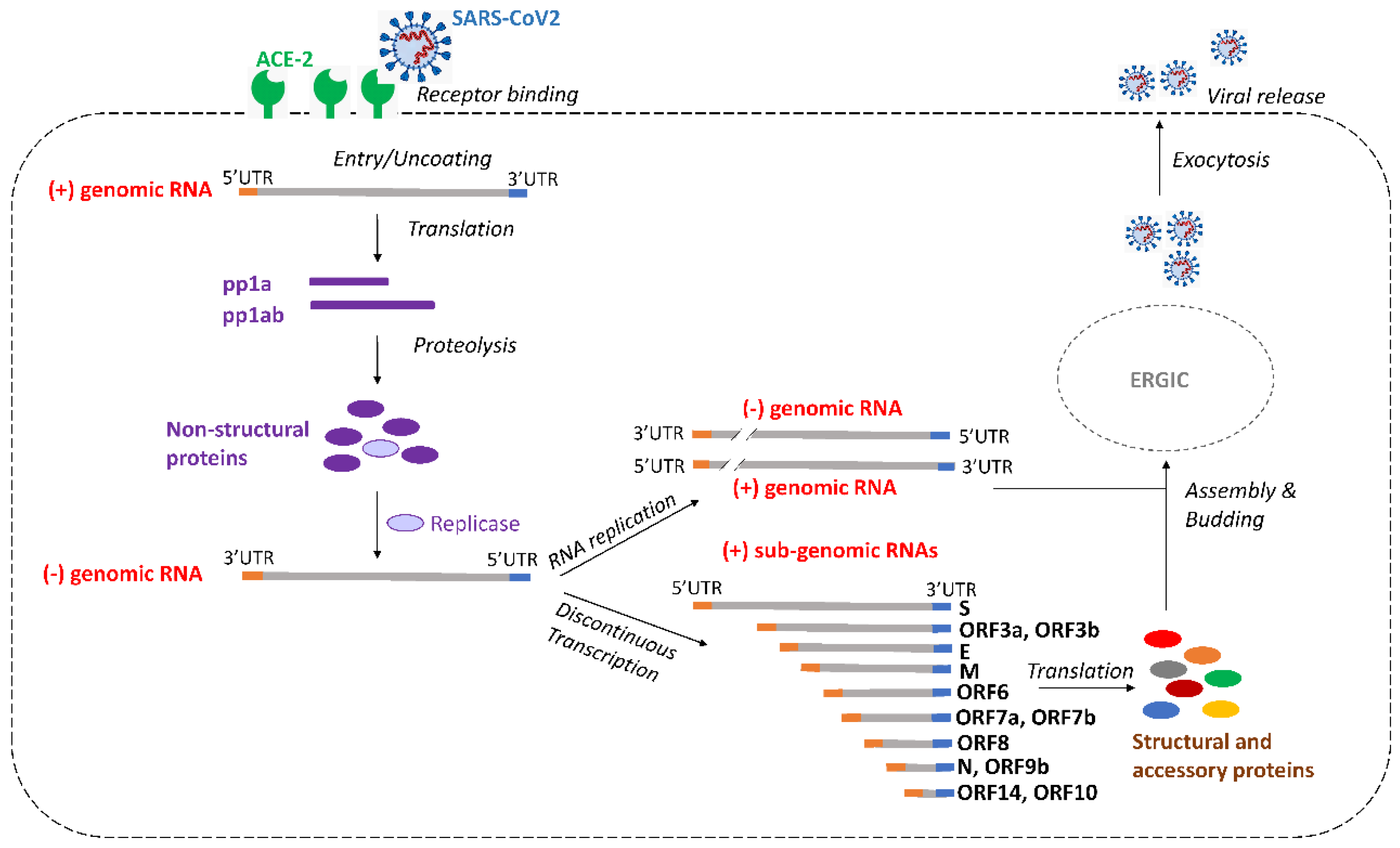 Viruses 14 00385 g003