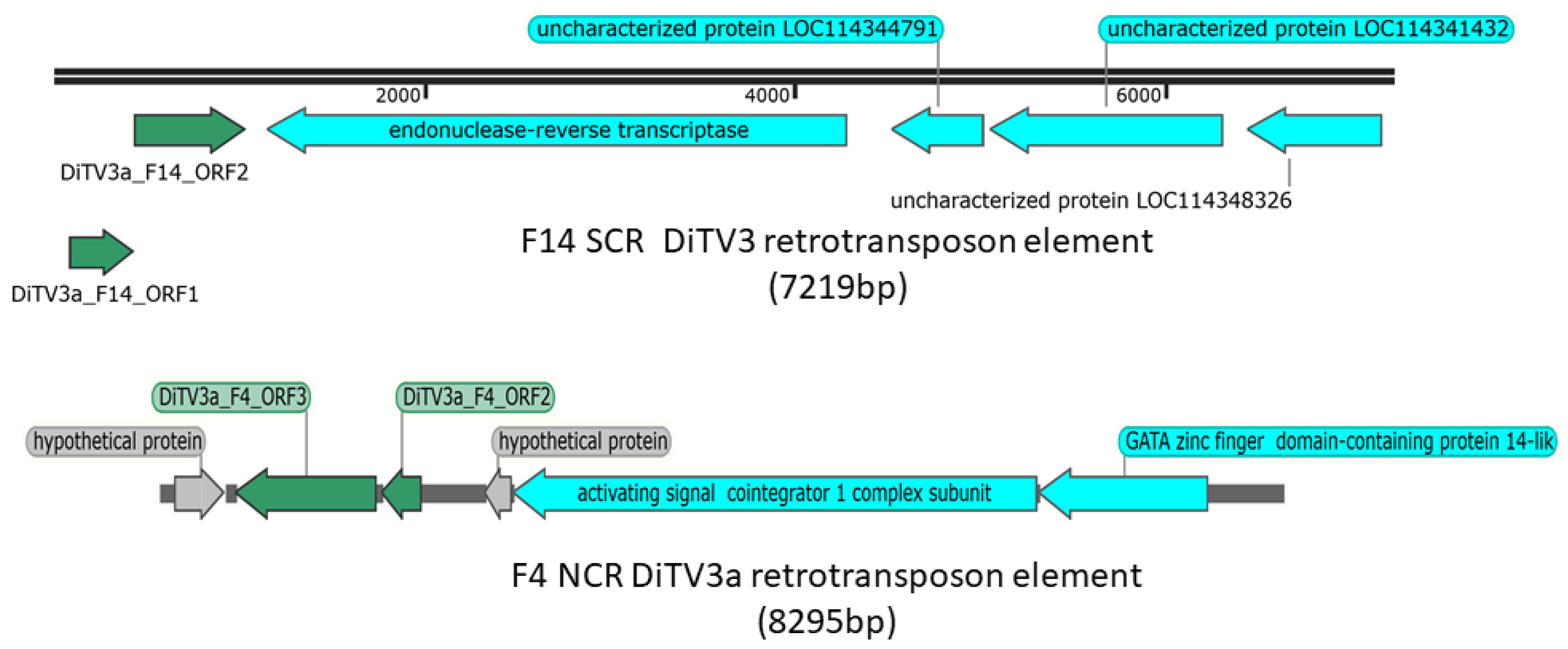 Viruses 14 00397 g002