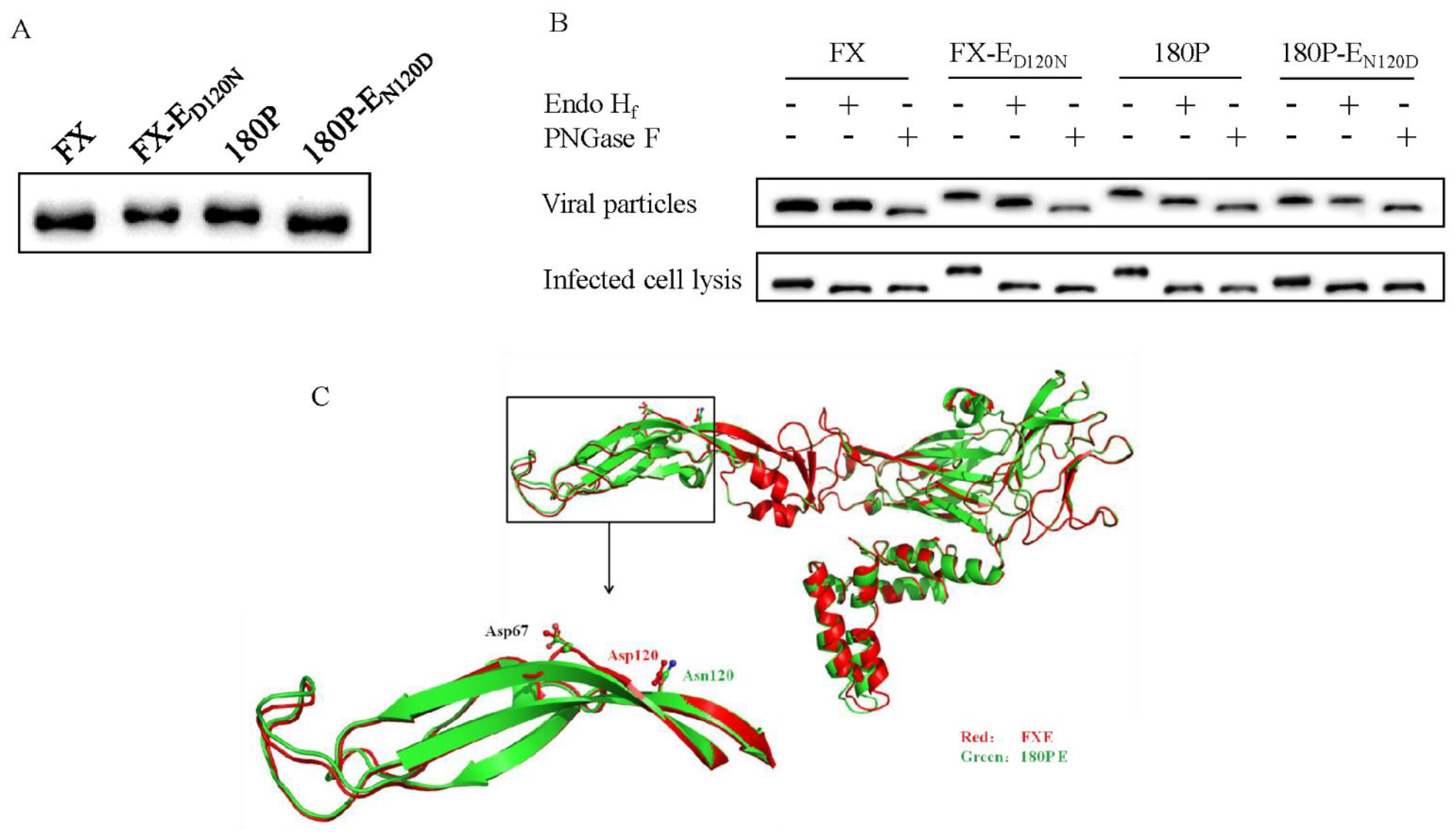 Viruses 14 00447 g004