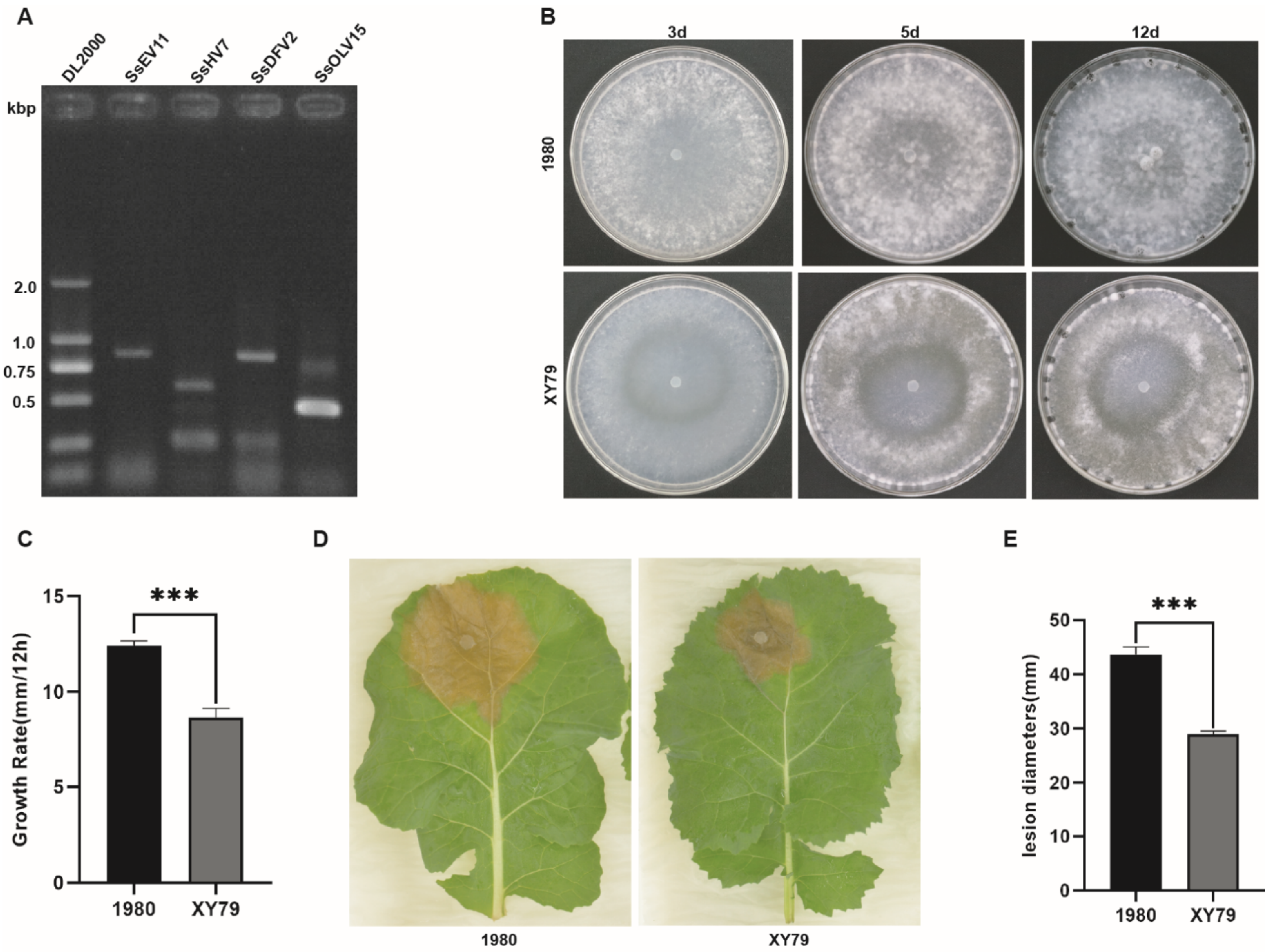 Viruses 14 00456 g001