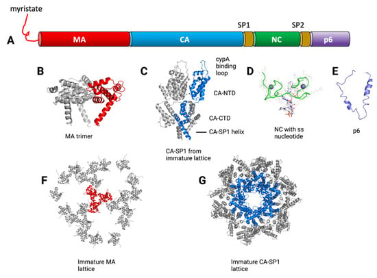 Role of the LXX repeats of the HIV-1 and SIV sm Gag p6 domain in Vpr