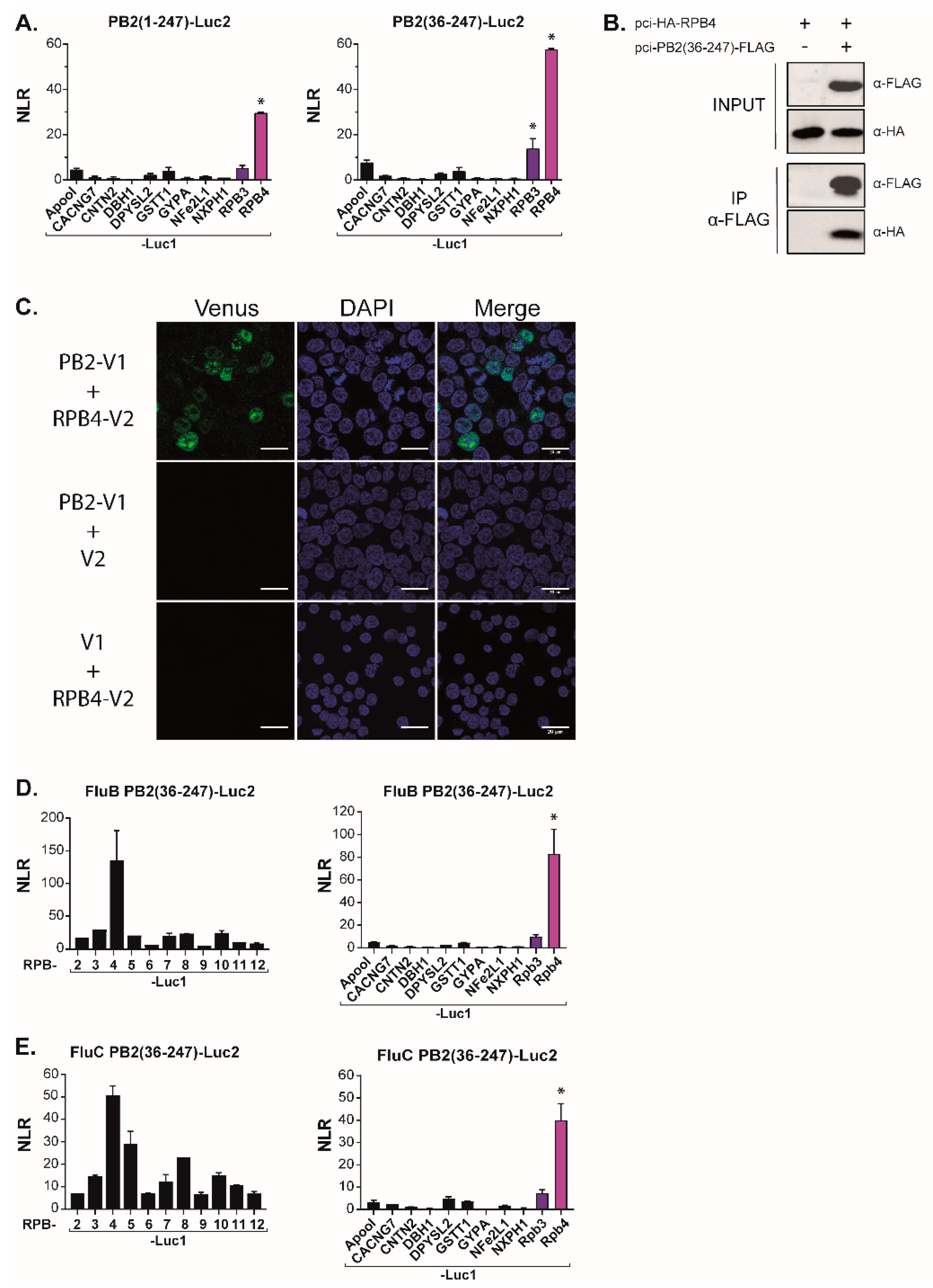 Viruses 14 00518 g004