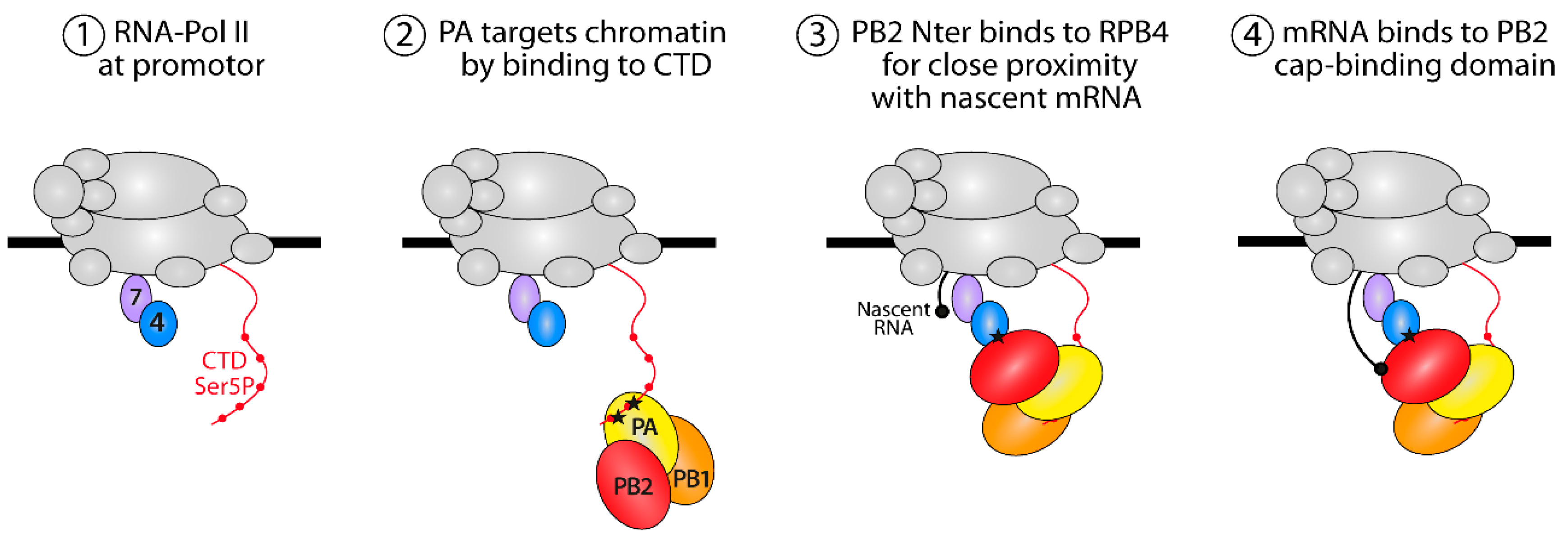Viruses 14 00518 g007