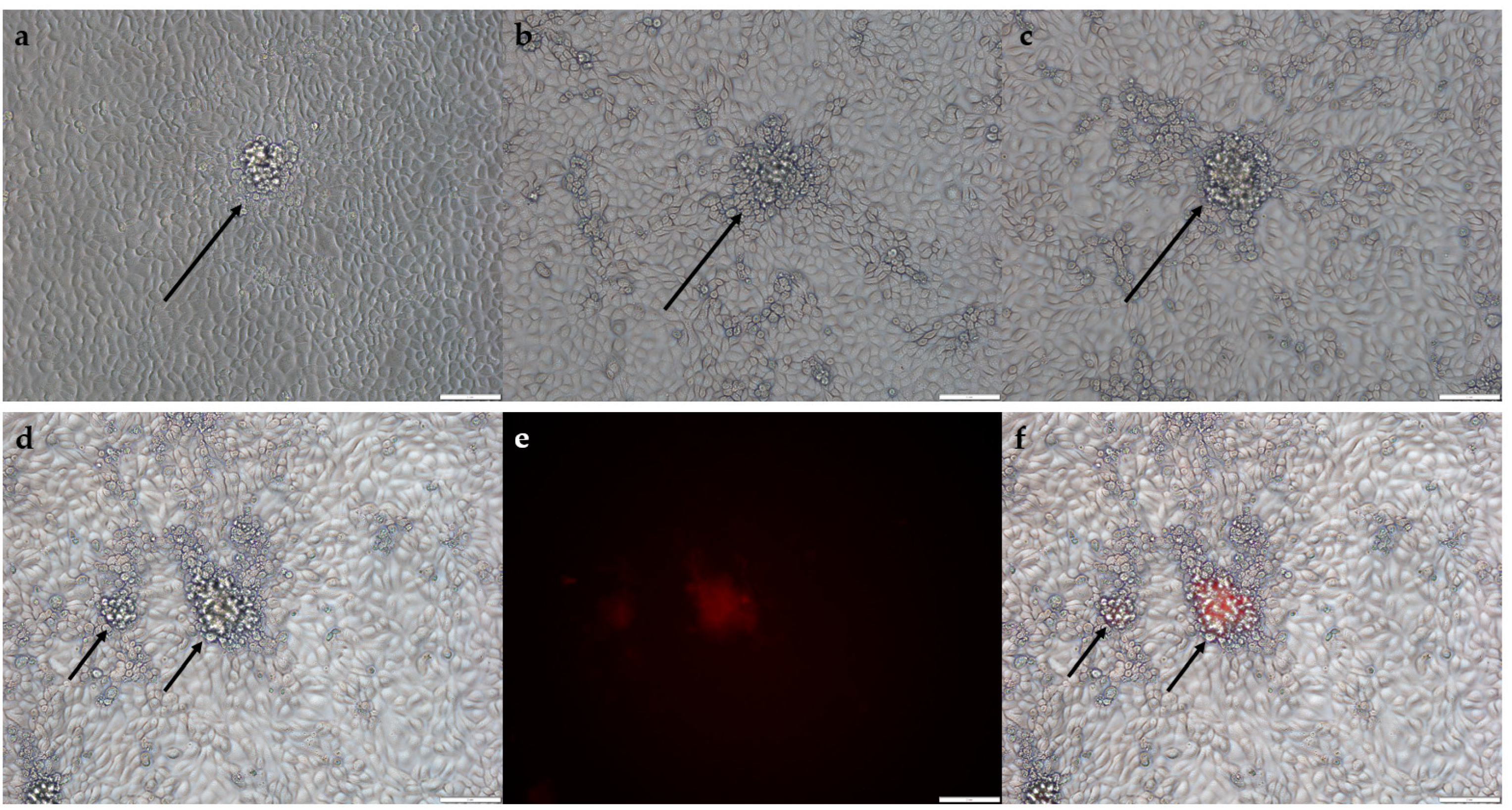 Viruses 14 00528 g002